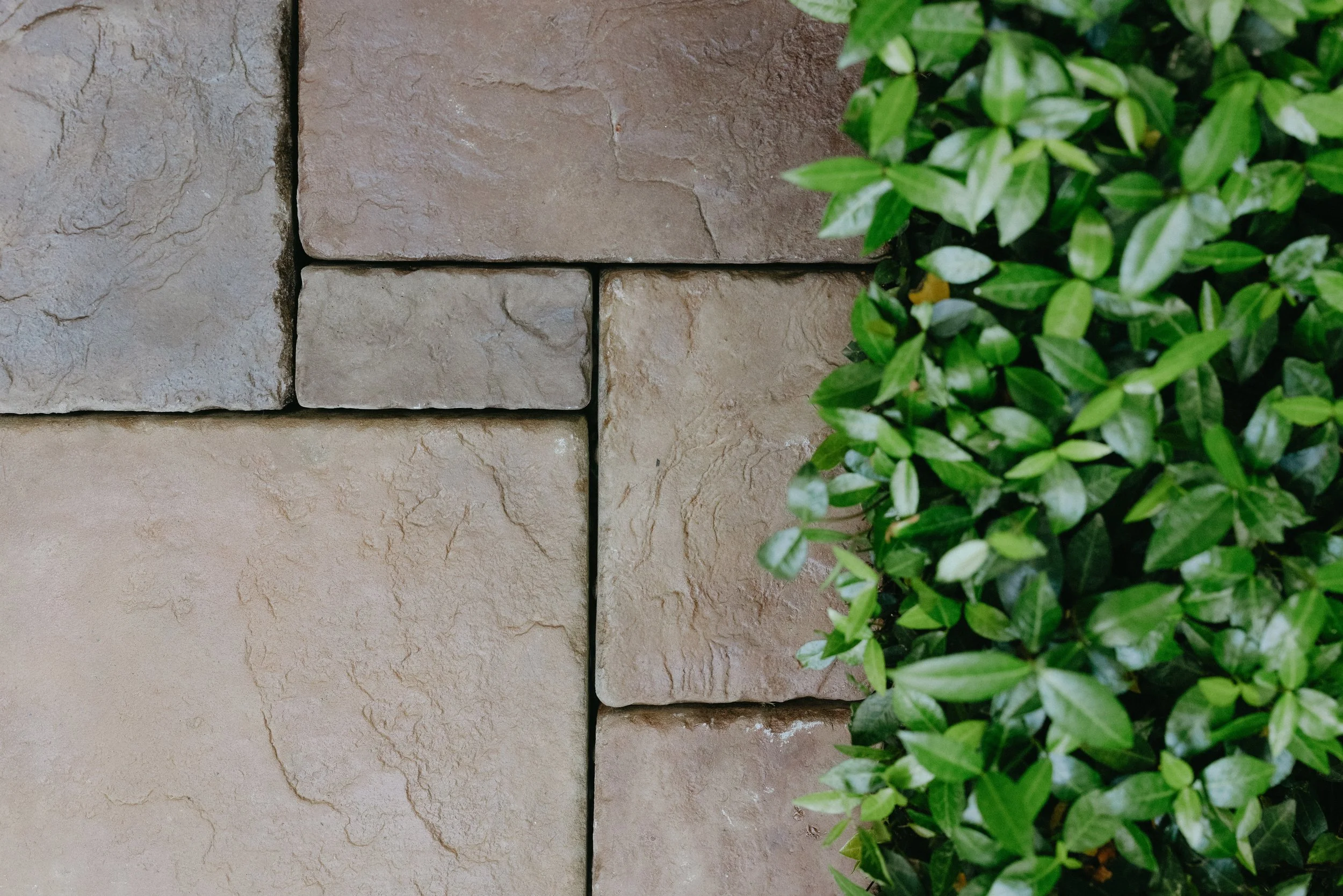 Close-up of beige stone wall with green leafy plant on the right side.