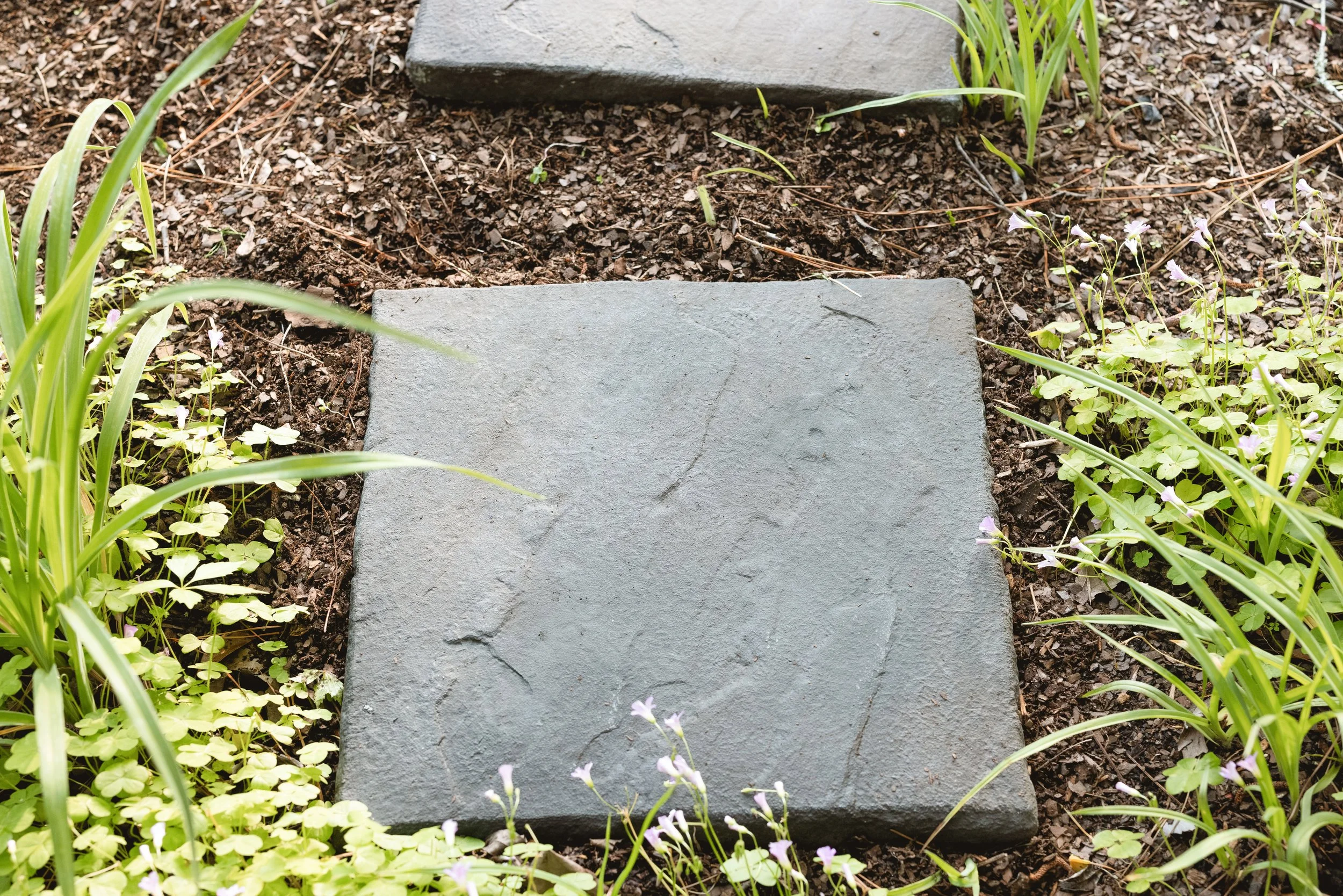 A gray stone stepping stone on dark soil surrounded by small green plants and grass in a garden.
