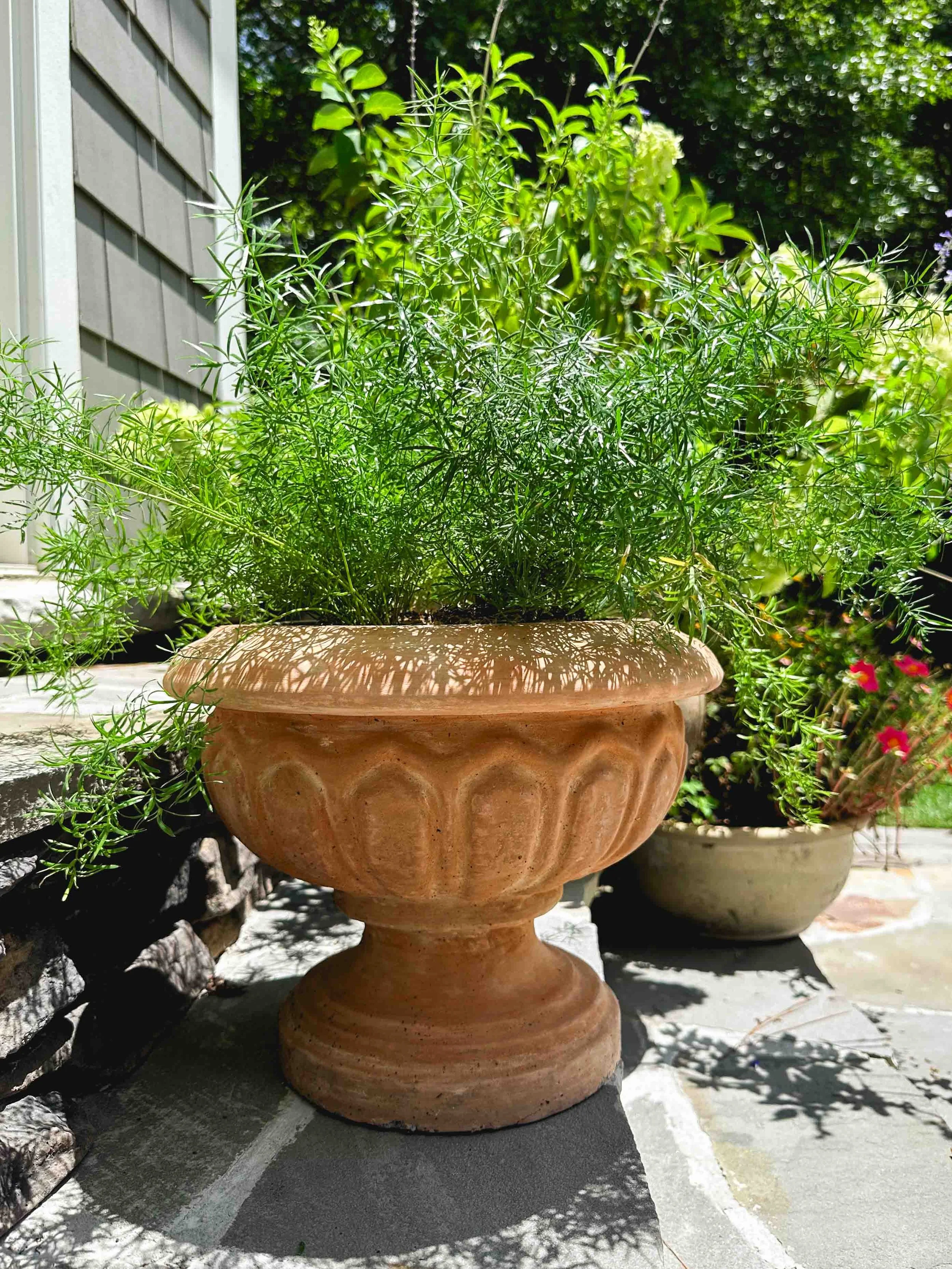 Terracotta decorative planter with green herb plant, outdoors on a stone patio, surrounded by other potted plants and greenery.
