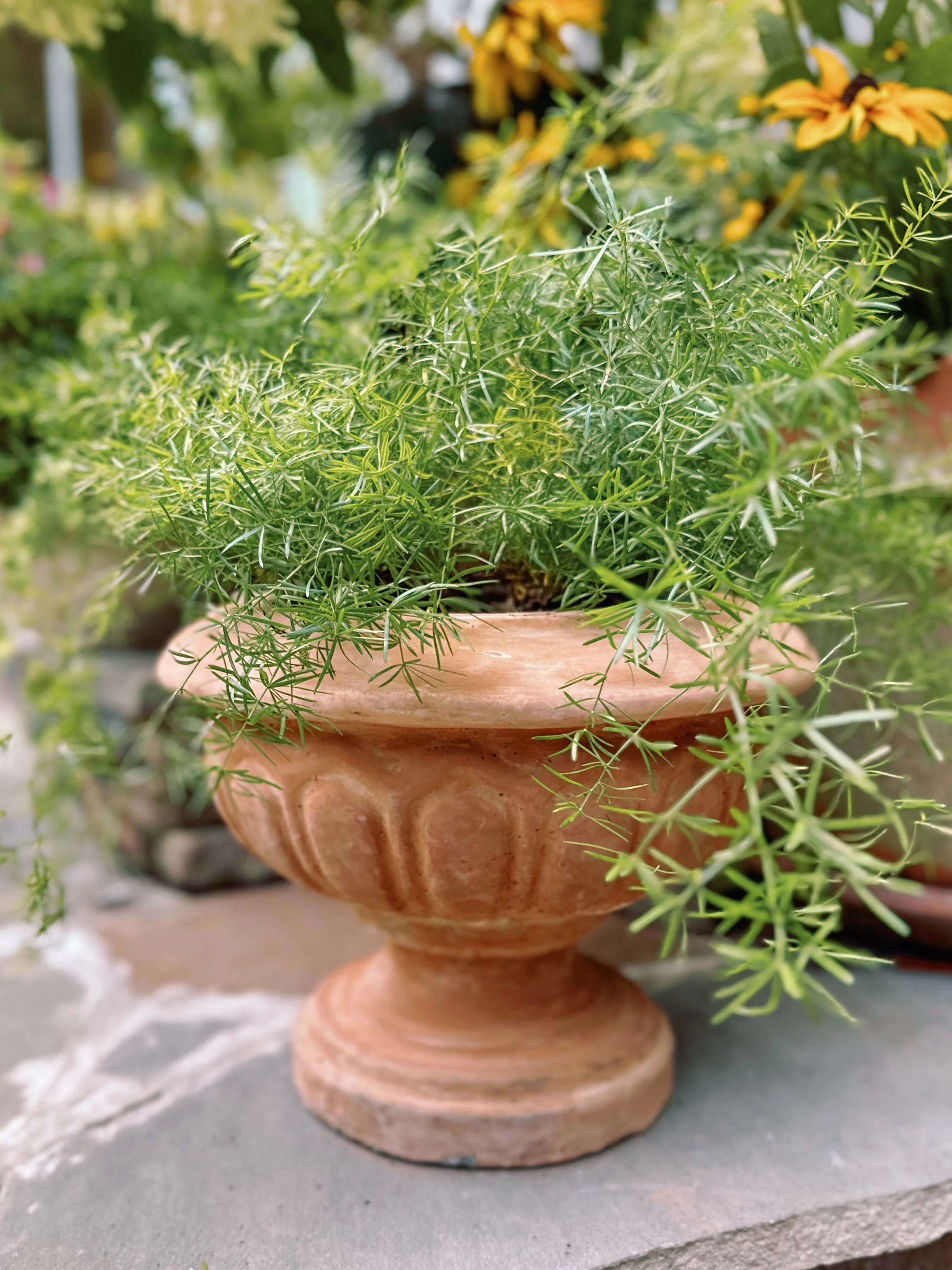 A potted green plant with long, narrow, spiky leaves in a decorative terracotta pot, placed on a stone surface outdoors, with yellow flowers in the blurred background.