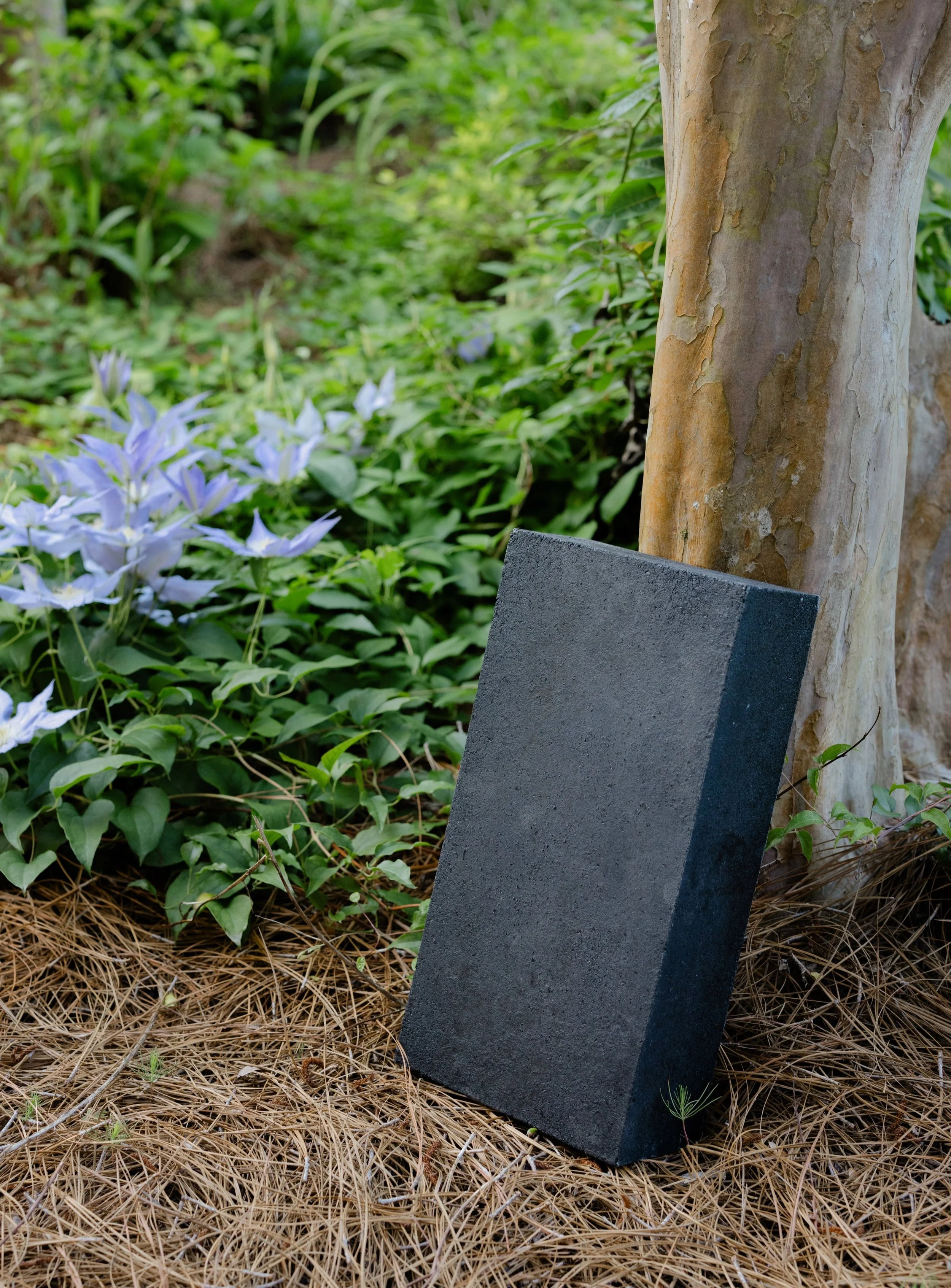 A black rectangular paver stone leaning against a tree trunk in a garden with green plants, purple flowers, and pine straw ground cover.