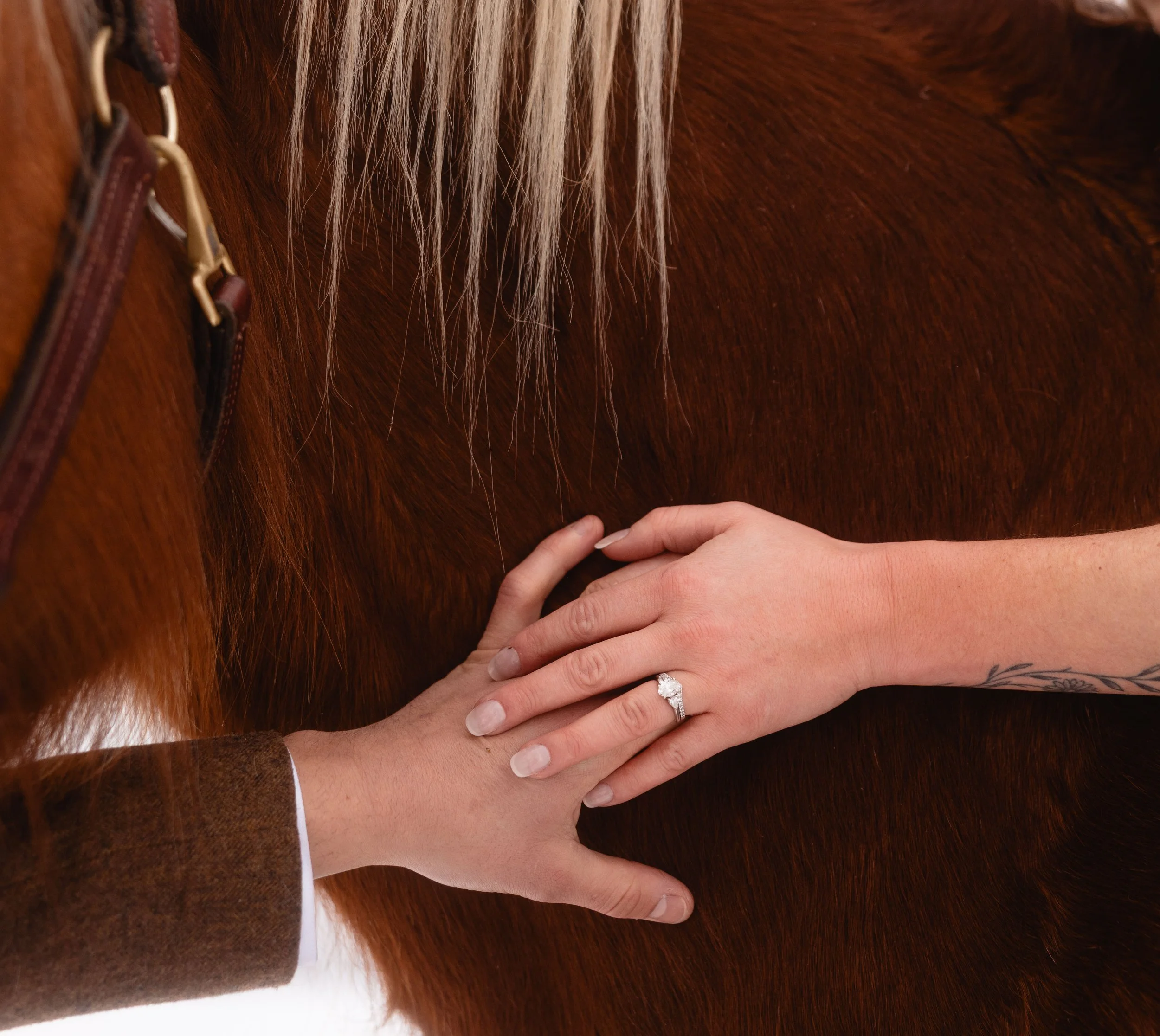 A Wedding Among Horses