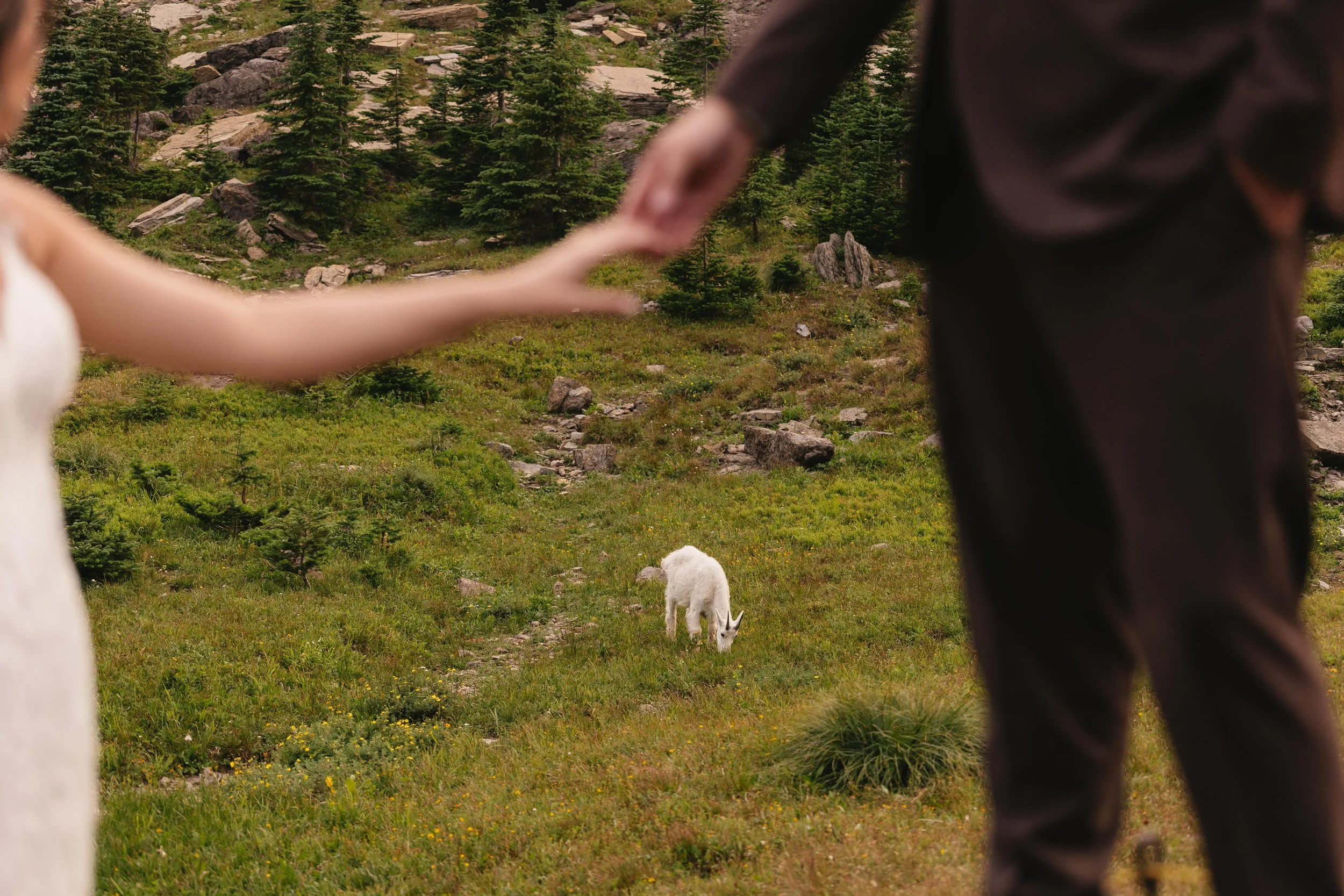 Mountain Goat | Glacier National Park Wedding Photography