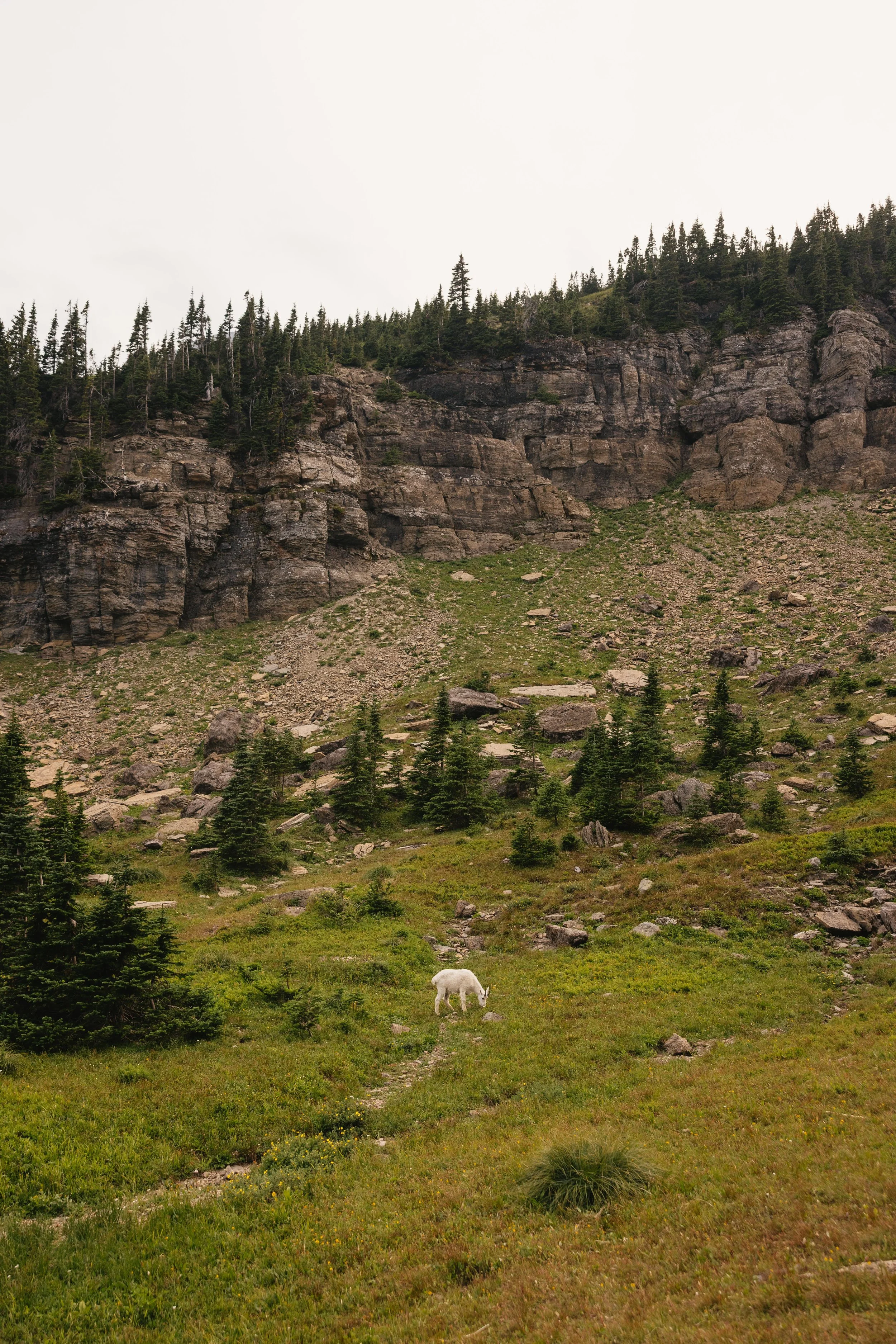Glacier National Park Wildlife
