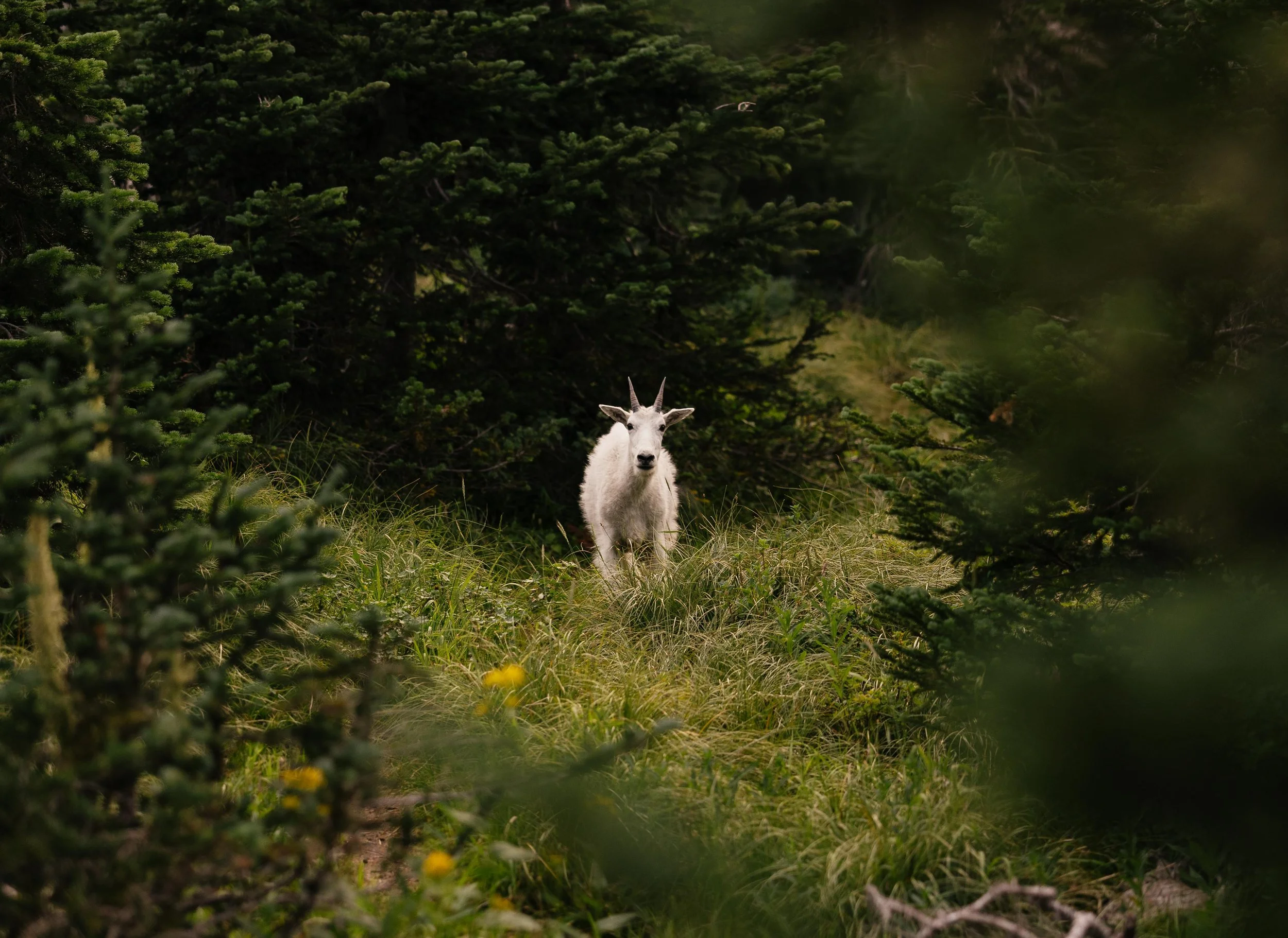 Wildlife in Glacier