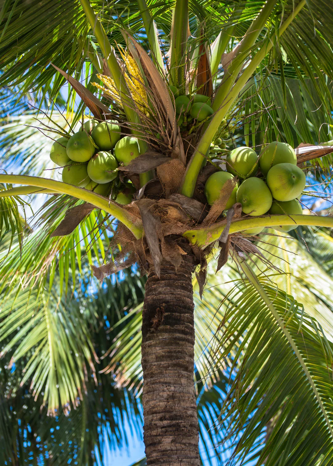 coconutpalmfruitt.webp