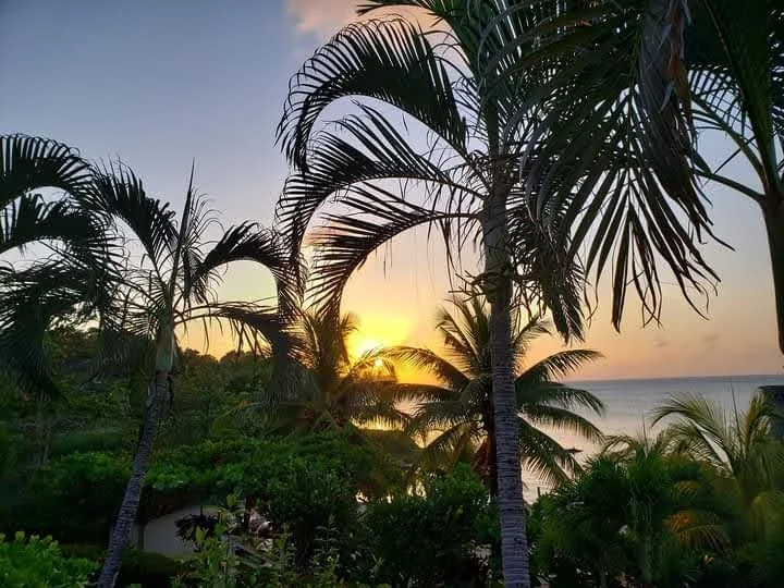 sunset through palm trees.jpg