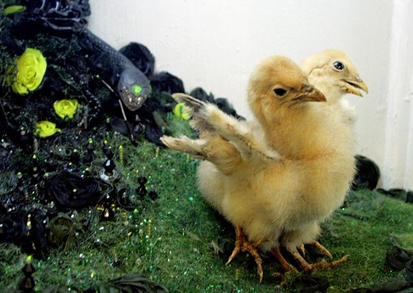 chicks.jpg