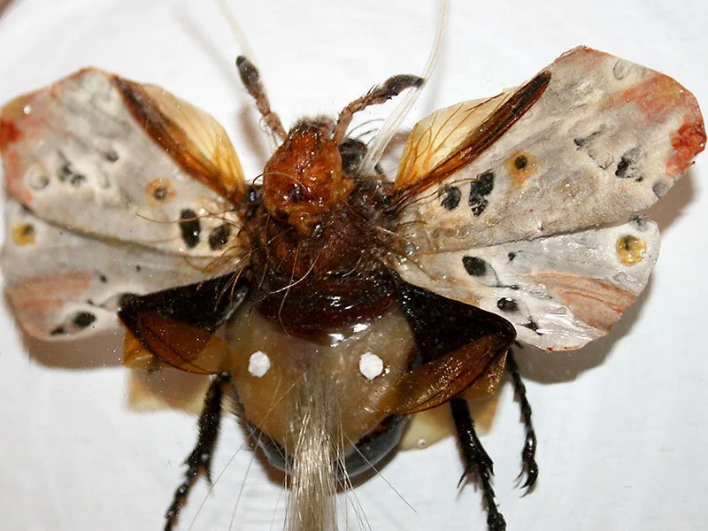 Hybrid Insects