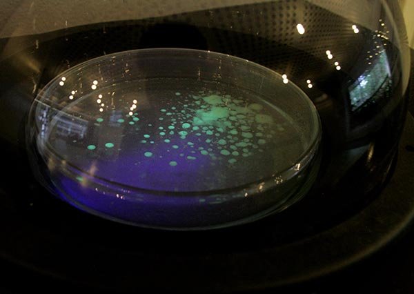 gfpbacteria.jpg