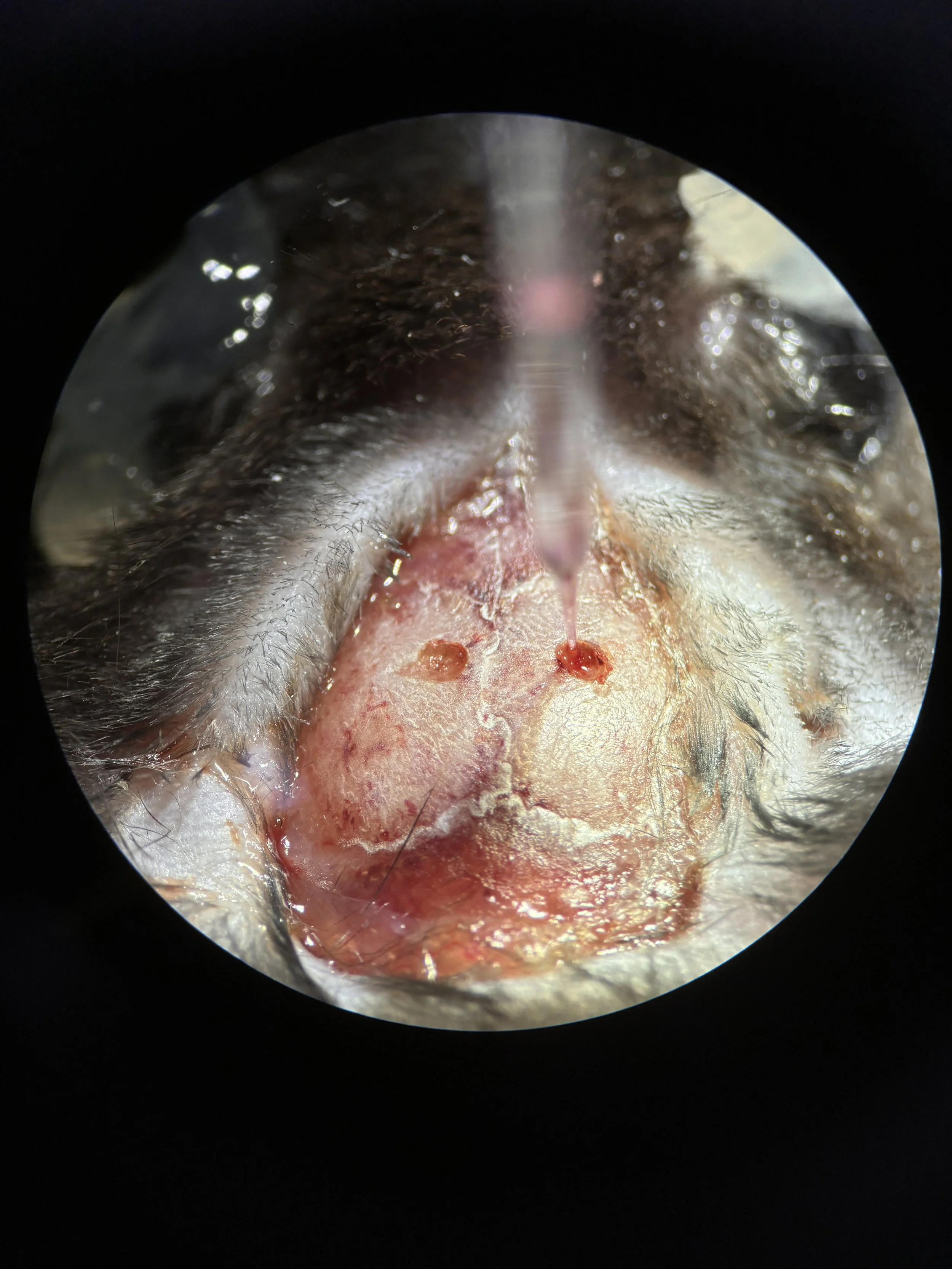 Stereotactic Injection: Testing Ad-mcherry-gfp-lc3b