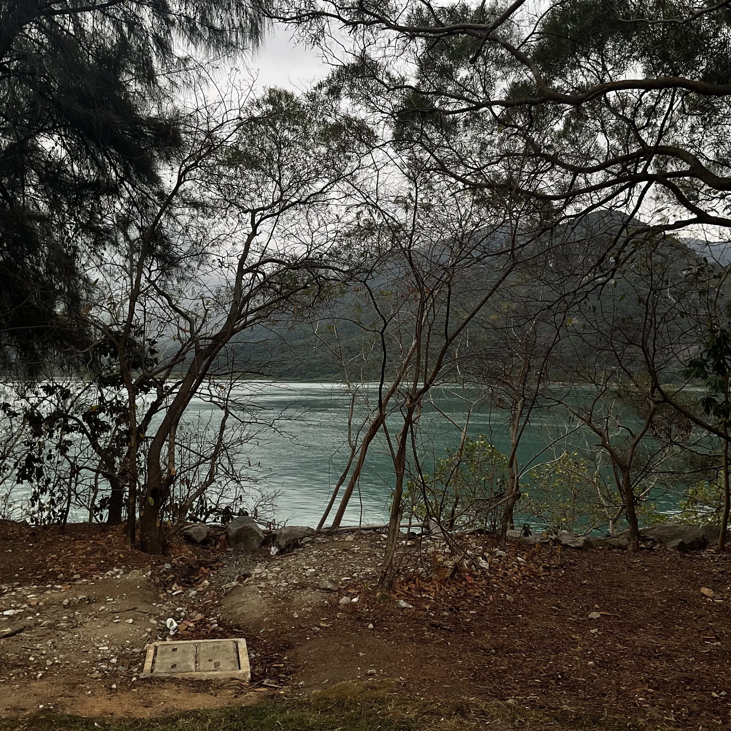  東涌櫻花園 Tung Chung Cherry Blossom Garden, Hong Kong
