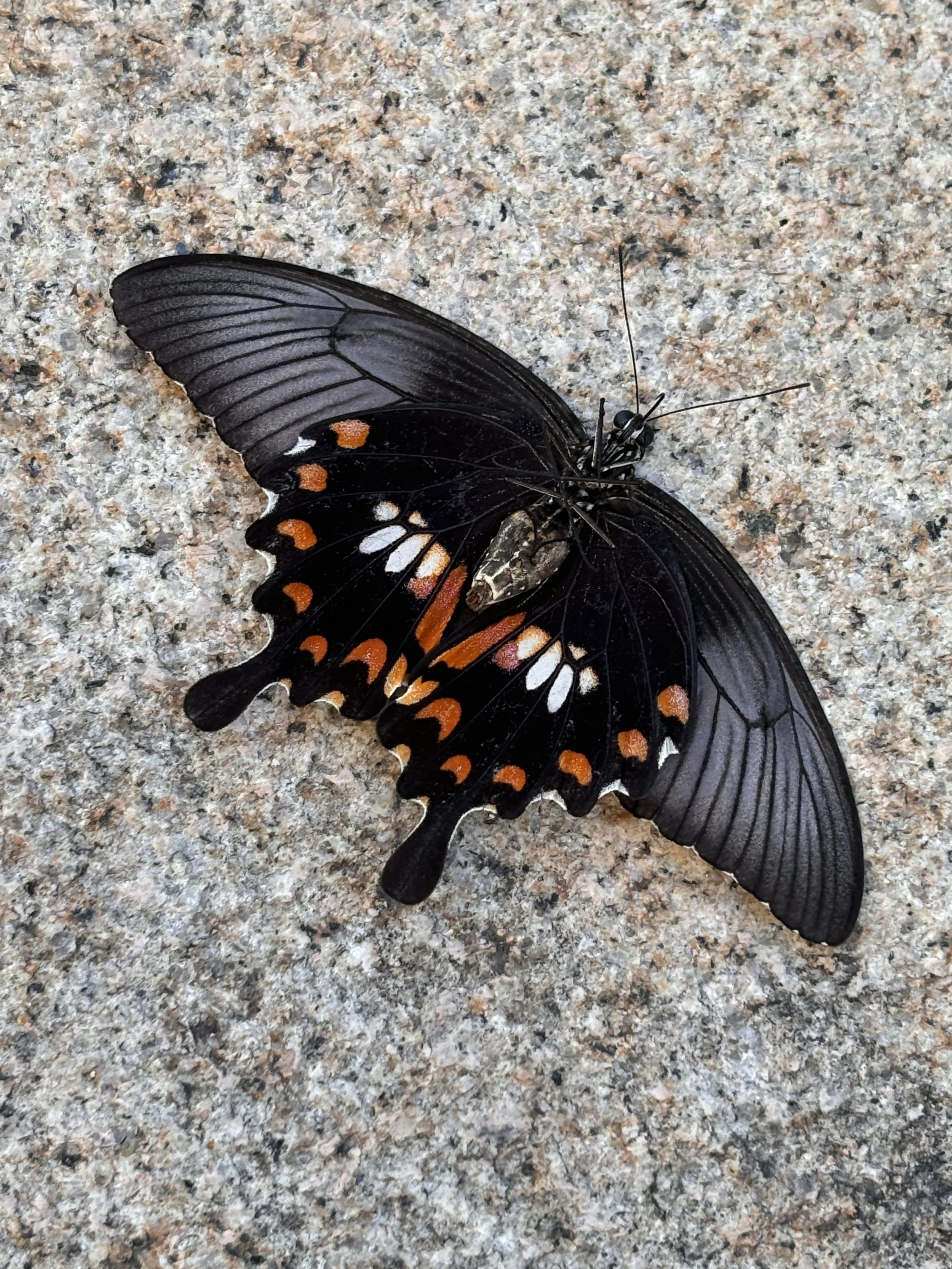 Papilio Bianor