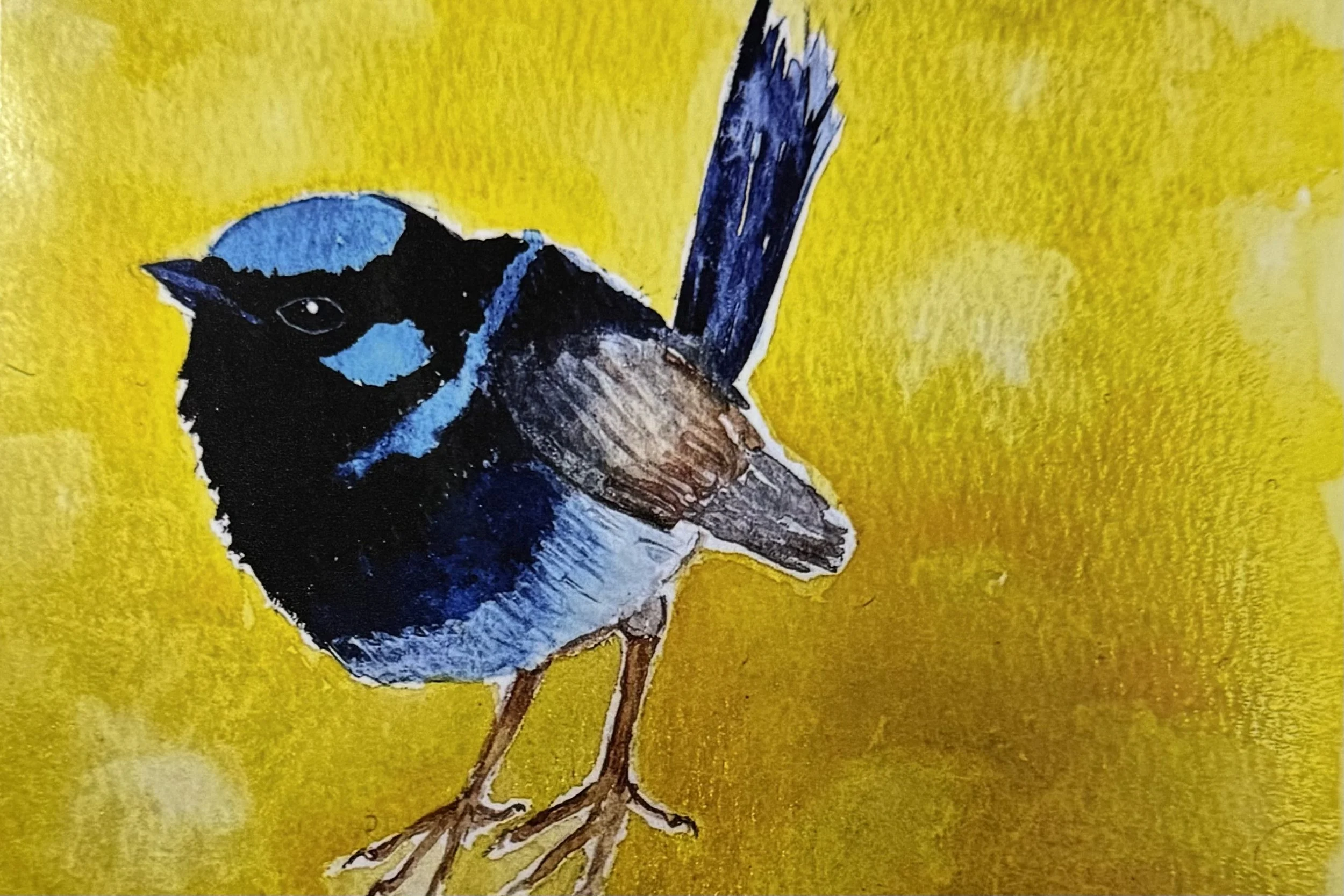 Nova Myles - Fairy Wren (2025) - Watercolour on paper