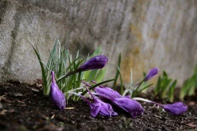 MCC Cuts Facilitated Conversations Short, Leaving Full Story Unheard