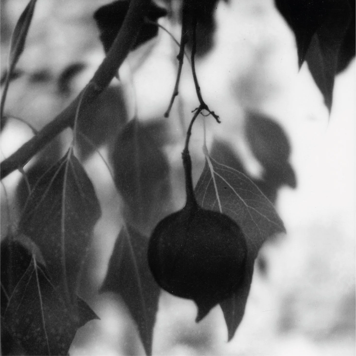 Haunted Beauty