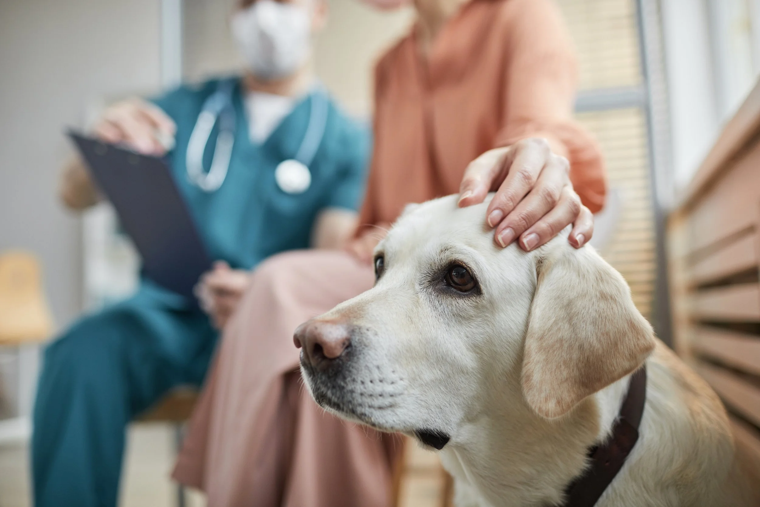 Neutering Is No Longer One-Size-Fits-All: How Emerging Evidence Shapes Veterinary Practice