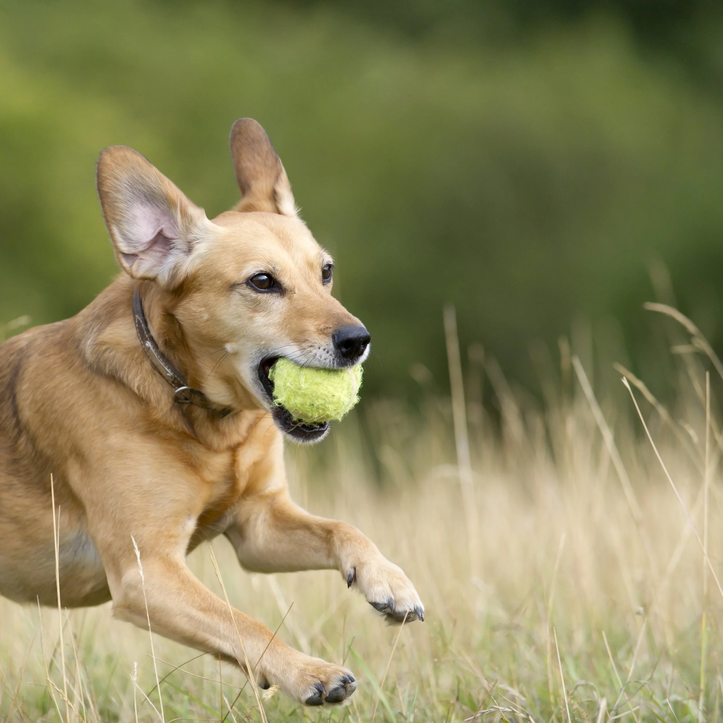 New Insights Into Canine Longevity: The Role of Lean Muscle in Healthy Ageing