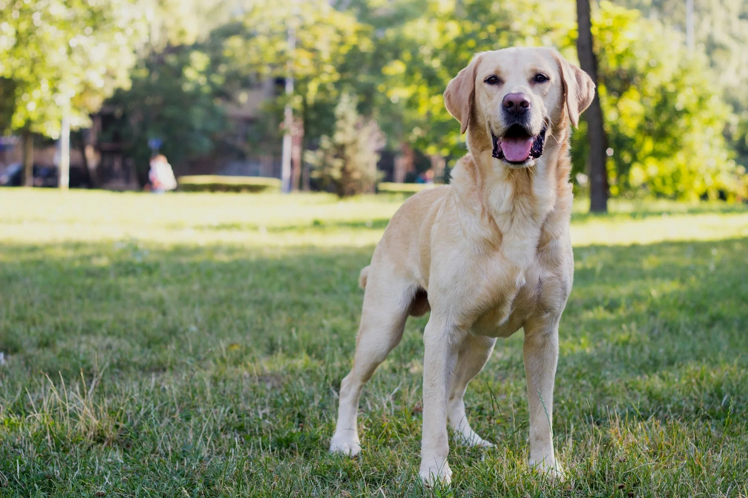 Neutering, Metabolic Health, and Obesity Risk in Dogs: Translating Evidence to Practice