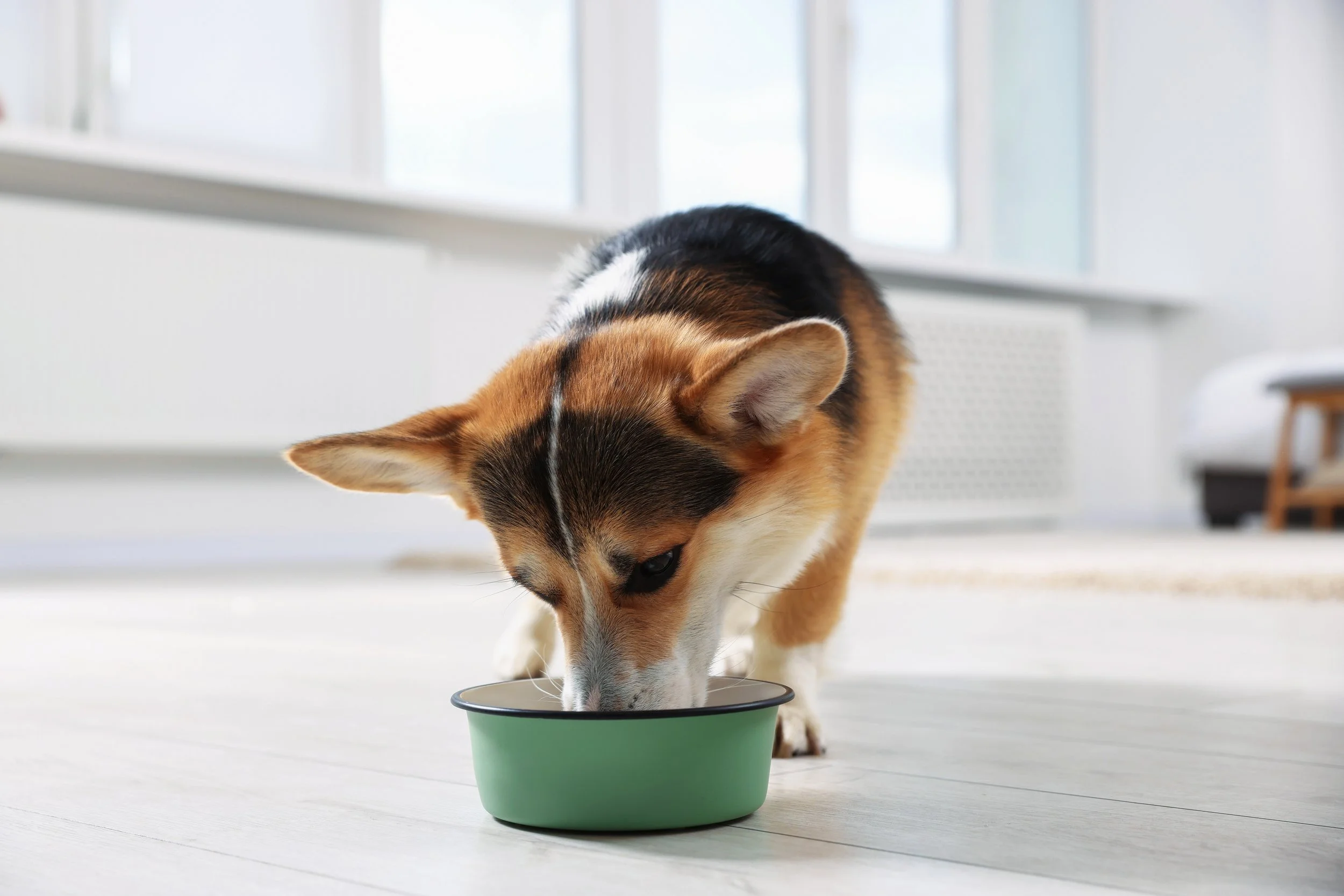 Feeding for Longevity: What Emerging Research Suggests About Diet and Healthy Ageing in Dogs