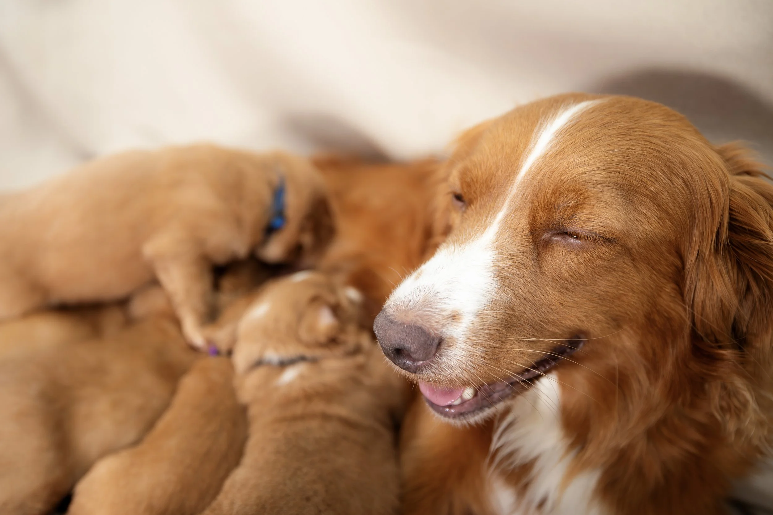 How Early-Life Nutrition May Influence Long-Term Health in Dogs