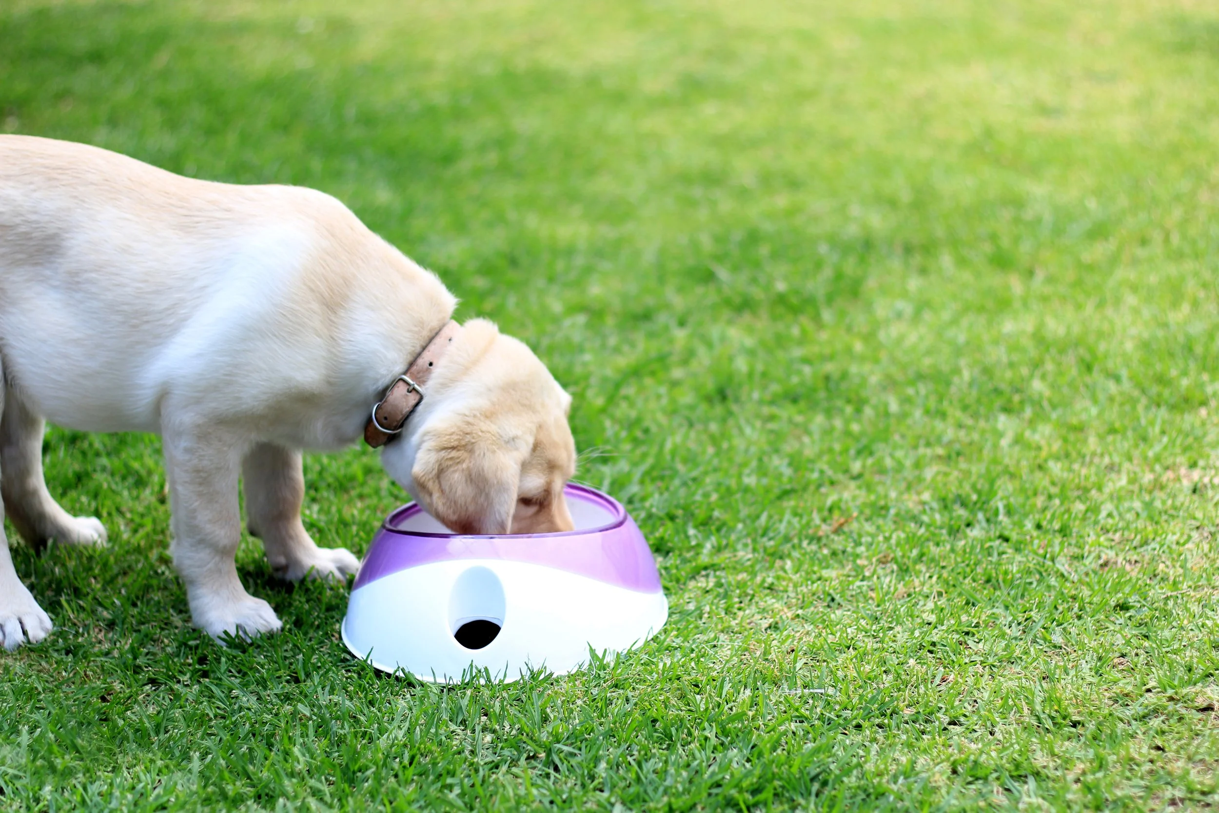 Does Food Processing in Early-Life Diets Affect Long-Term Health in Dogs?