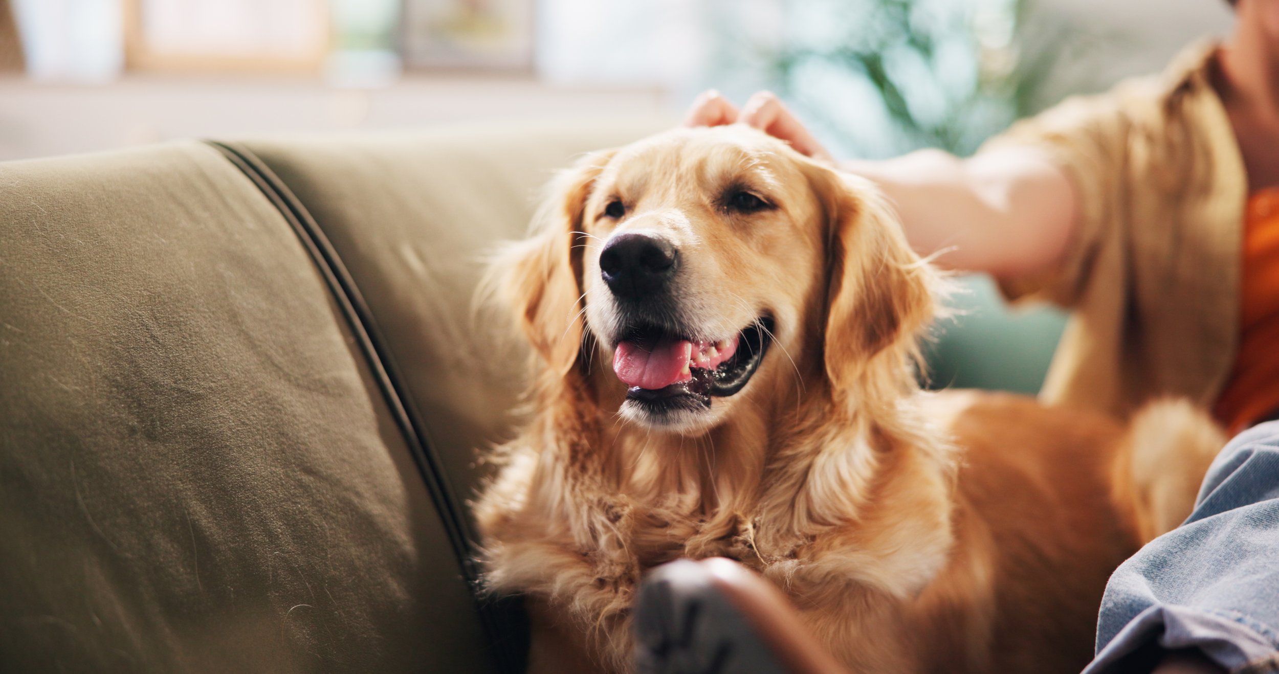 Food Processing and Pet Health: Understanding Advanced Glycation End Products
