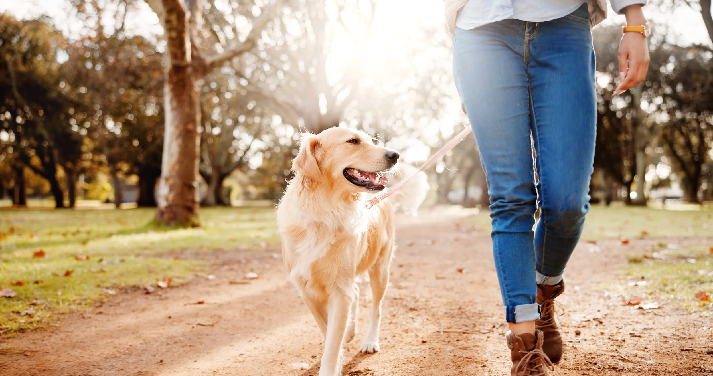 How Pet Food Processing May Influence Long-Term Health in Dogs
