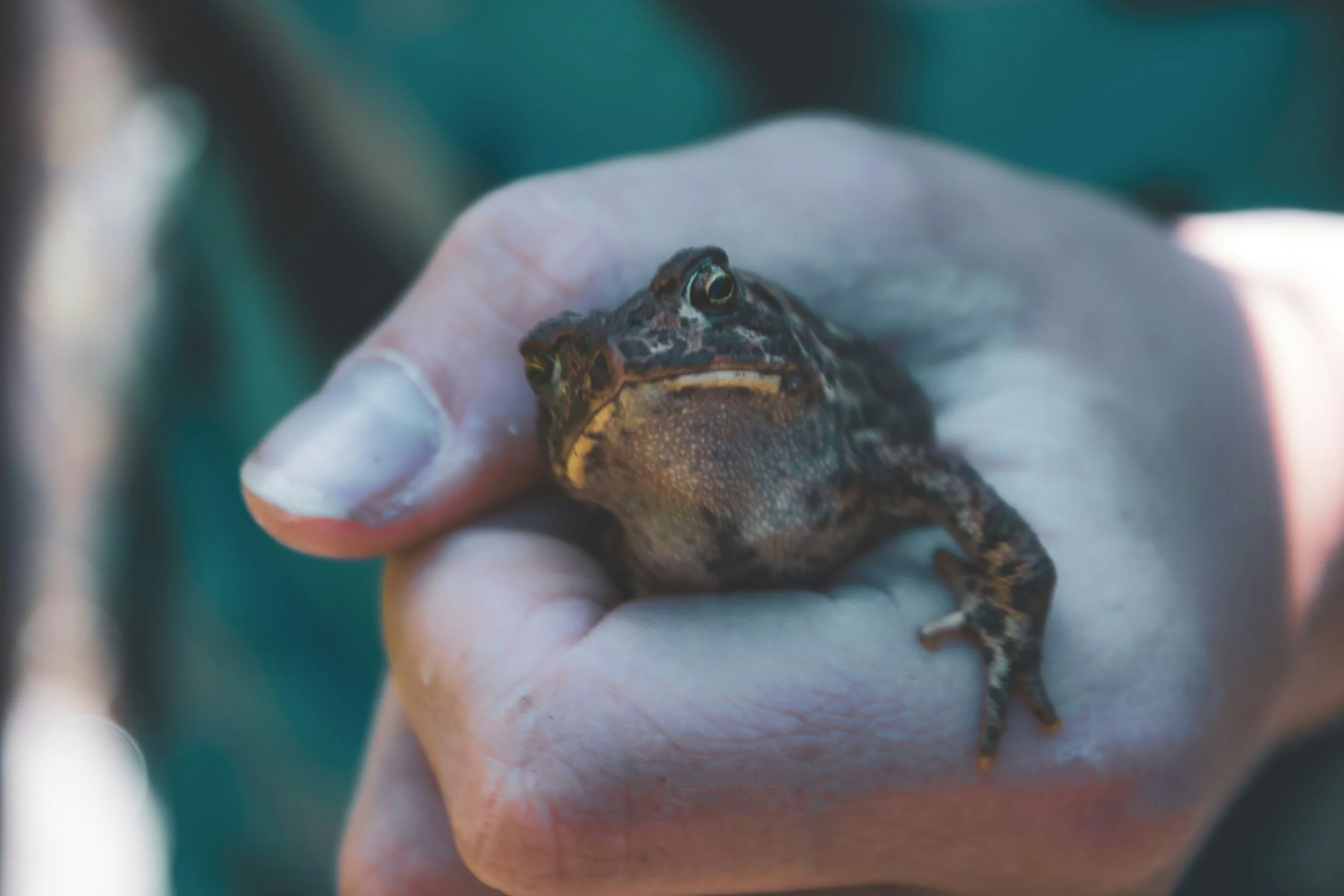 Mapping the phenomenology of intranasal 5-MeO-DMT in psychedelic-naïve healthy adults