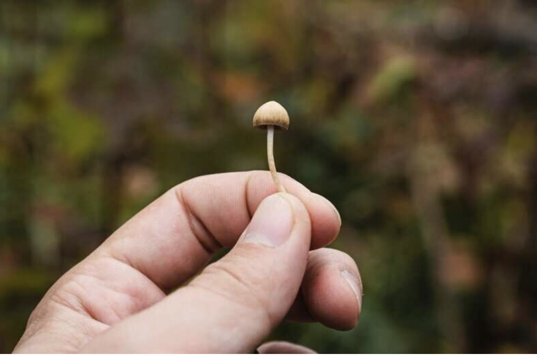 Psilocybin exerts differential effects on social behavior and inflammation in mice in contexts of activity-based anorexia