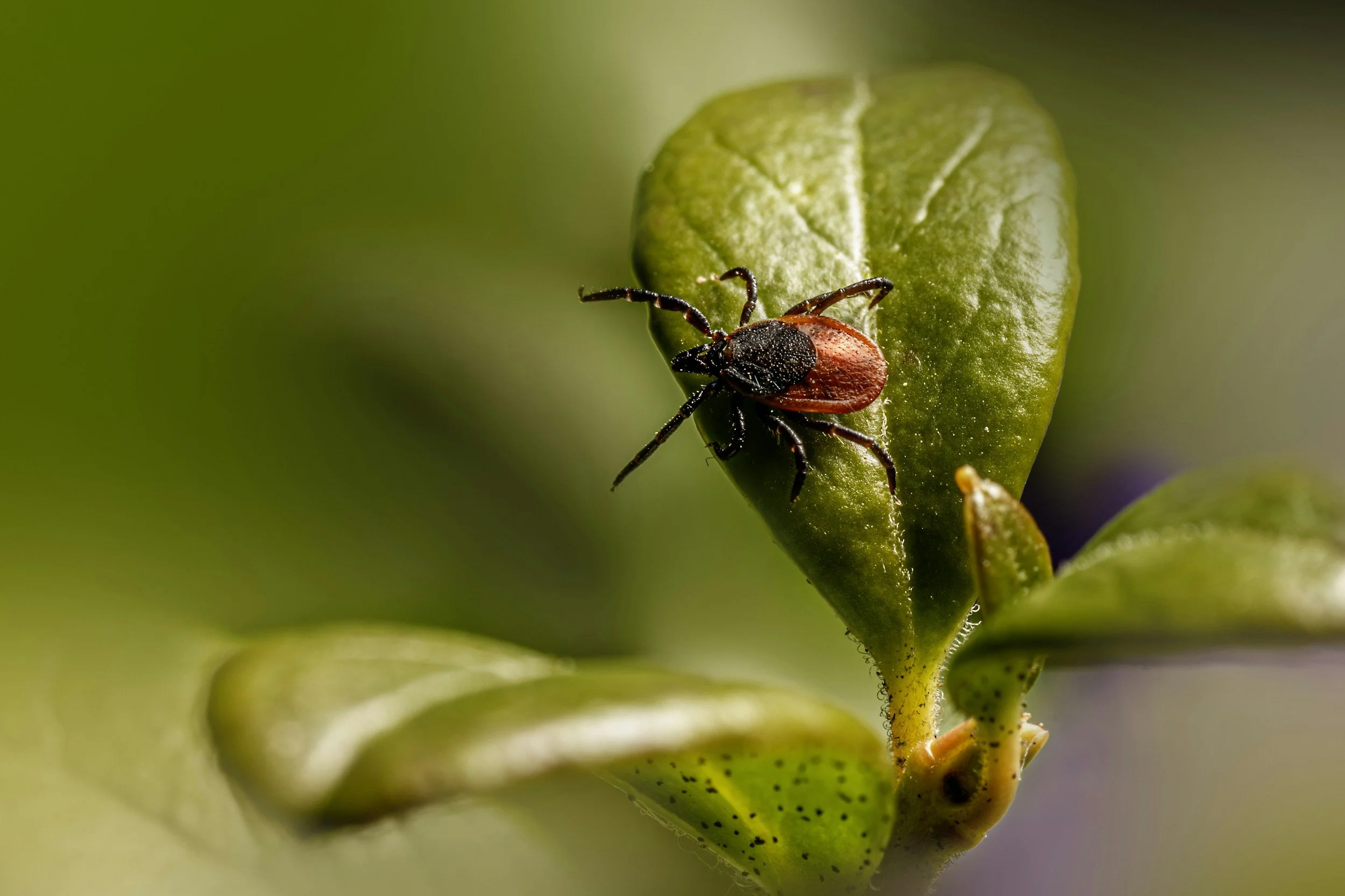 Pilot study of psilocybin in patients with post-treatment lyme disease