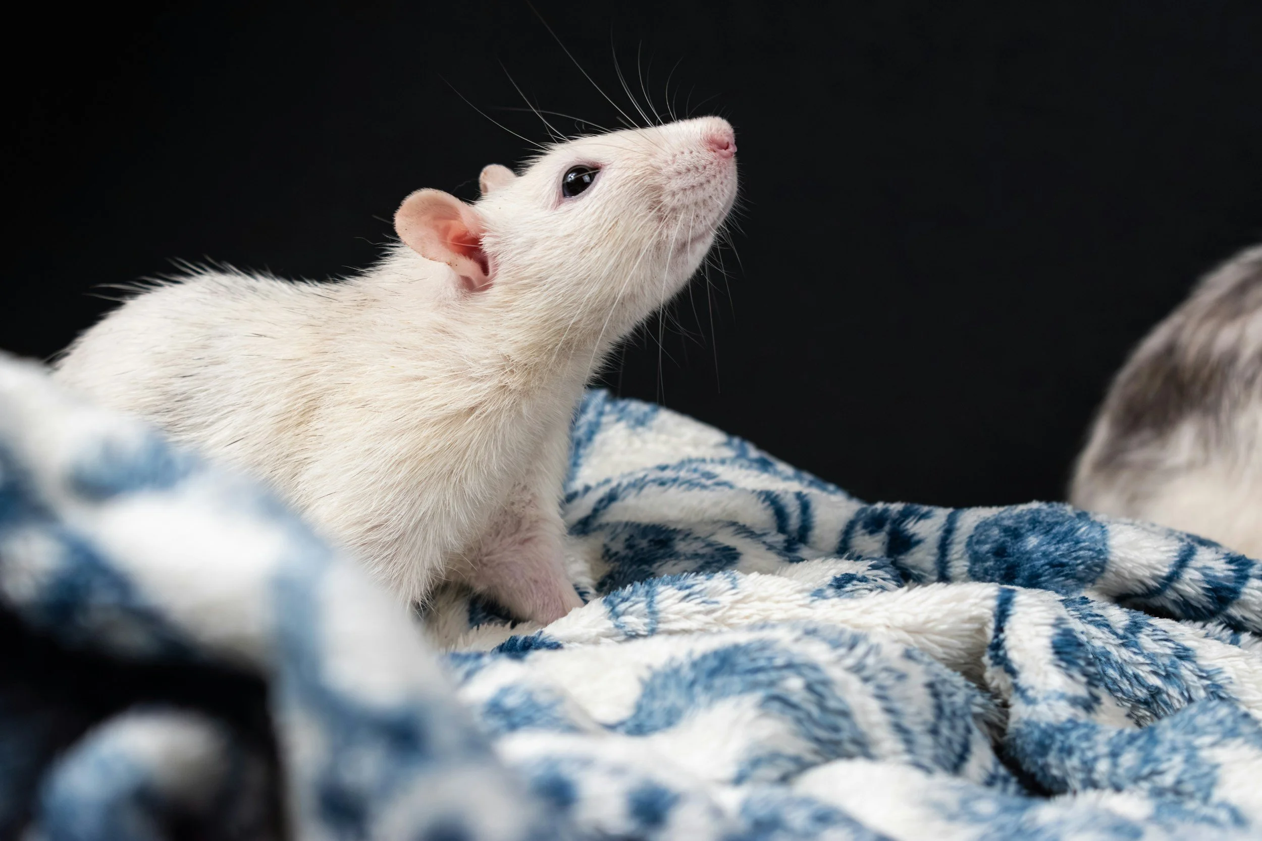 The psychedelic phenethylamine 25C-NBF, a selective 5-HT2A agonist, shows psychoplastogenic properties and rapid antidepressant effects in male rodents