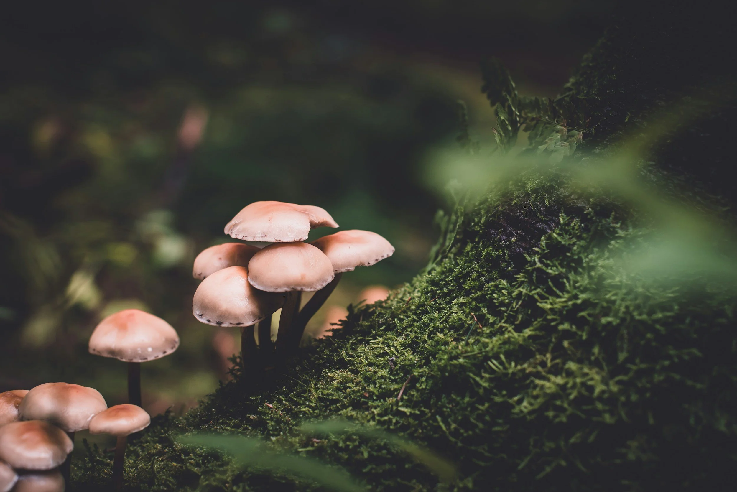 Surprising Variability in Tryptamine Profiles of Psilocybe cubensis Fruiting Bodies: Inter- and Intra-Strain Differences Across 14 Strains Cultivated Under Controlled Conditions