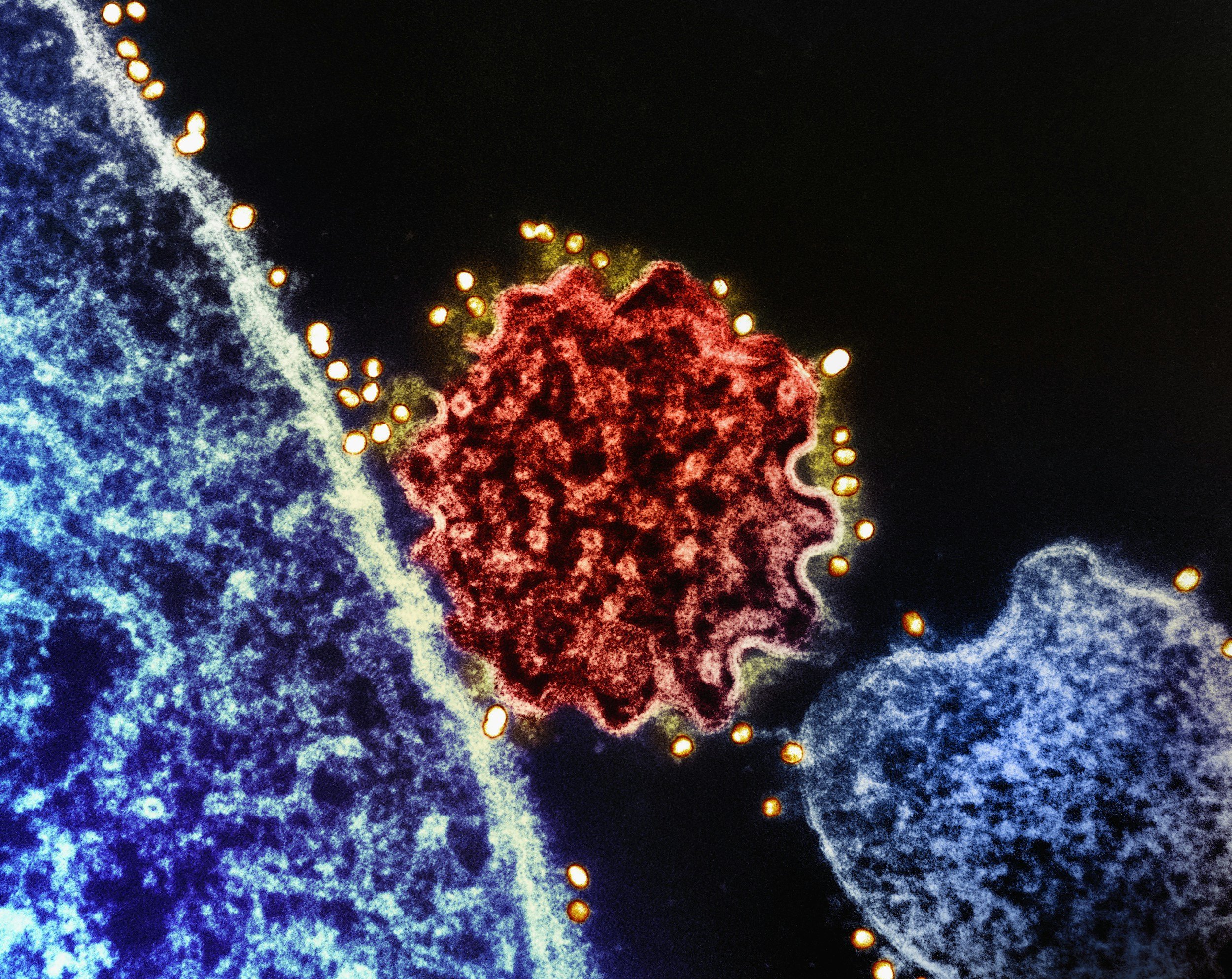 Convergent neuroimmune signaling underlying rapid antidepressant response to ketamine and psychedelics