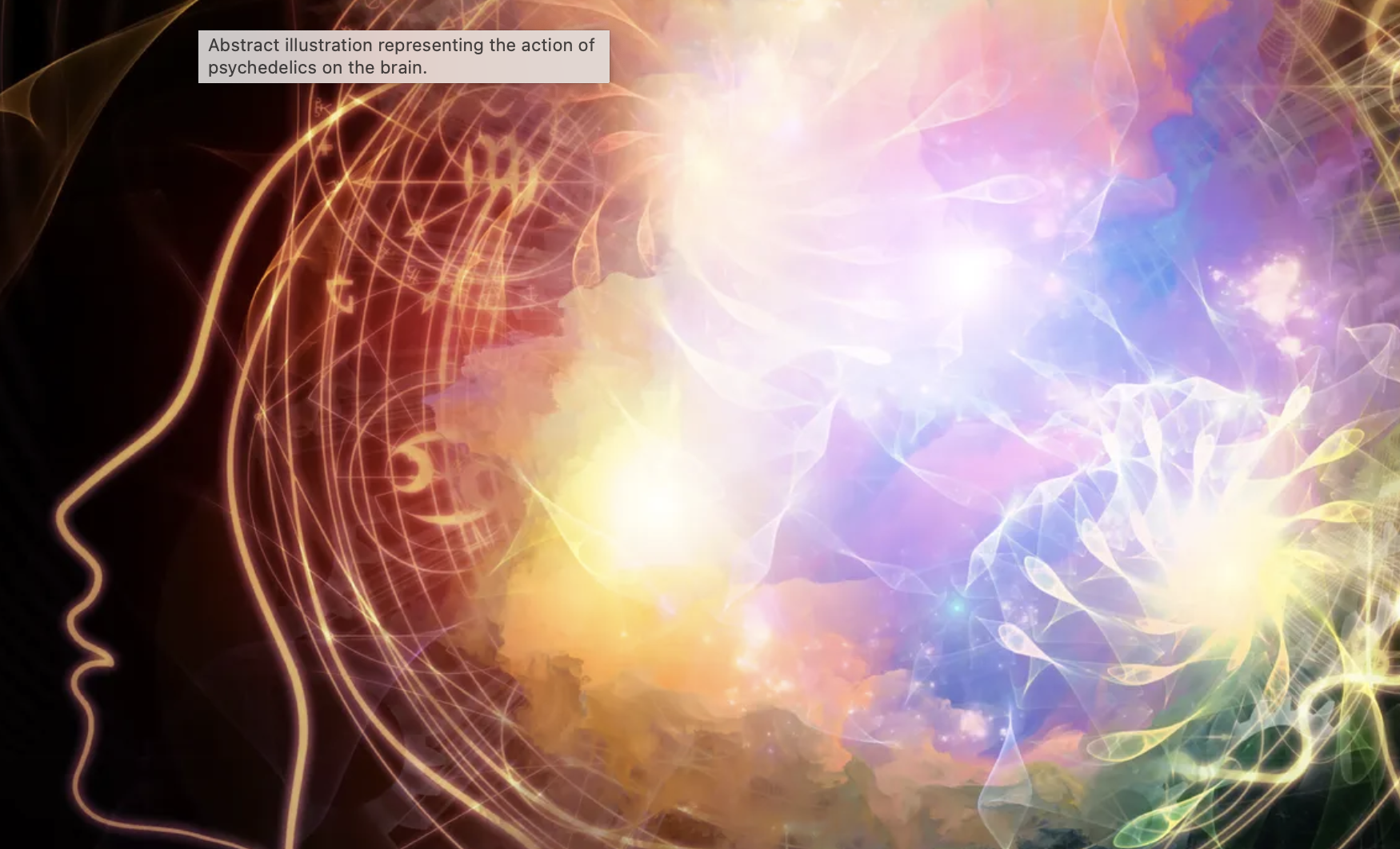 An exploration of the relationships between the effects of psilocybin on behavior, 5-HT2A receptor occupancy, and neuroplastic effects in mice