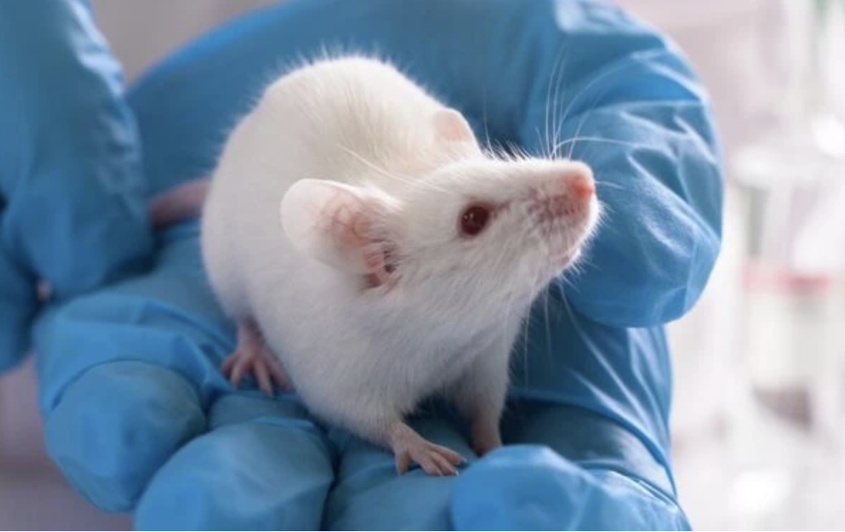 Ketamine attenuates the effects of intermittent social defeat on anxiety, social interaction and cocaine-induced conditioned place preference in male mice