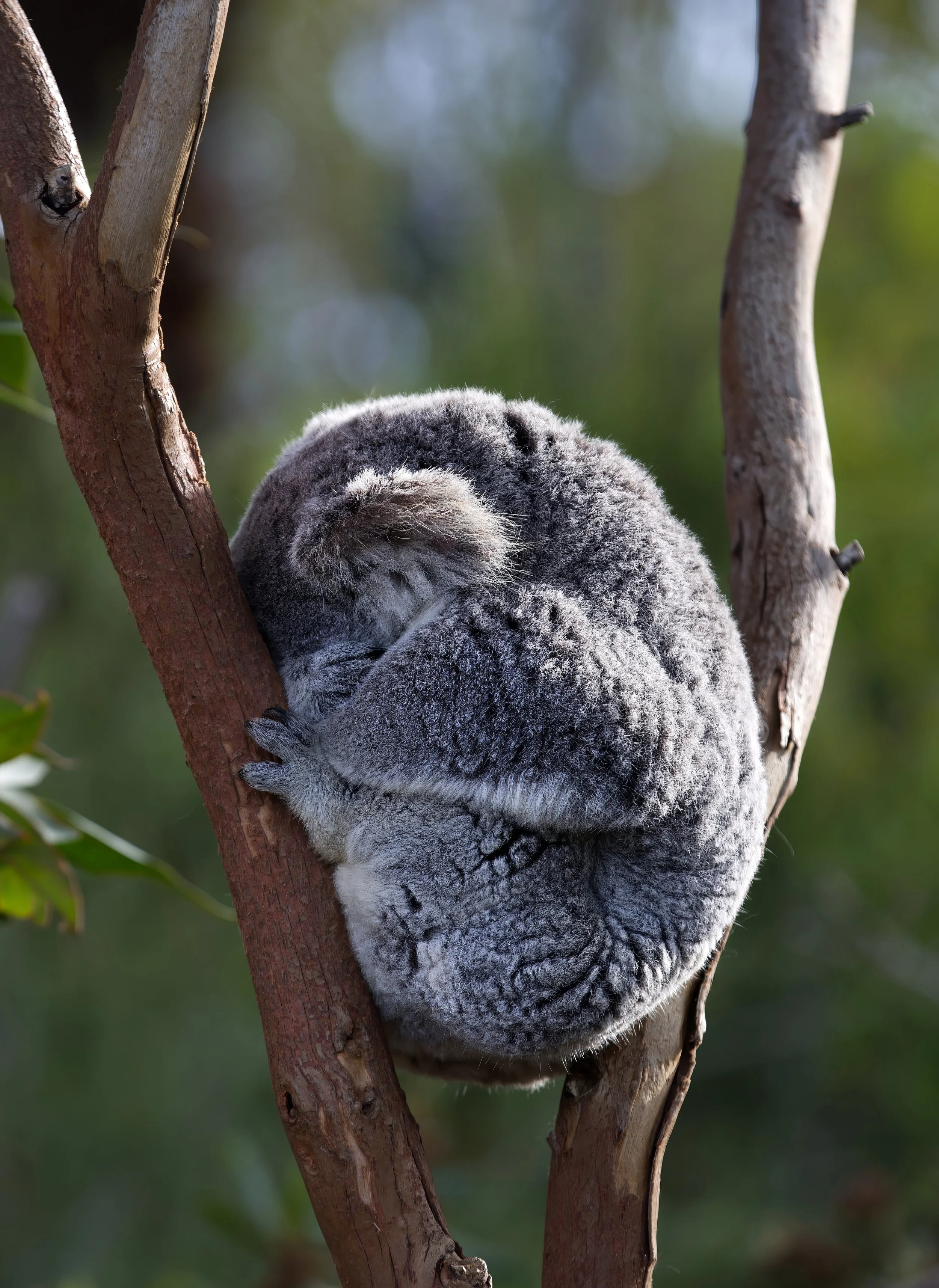 SLEEP