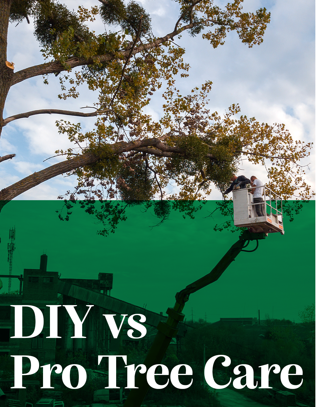 DIY vs. Pro Tree Care.png