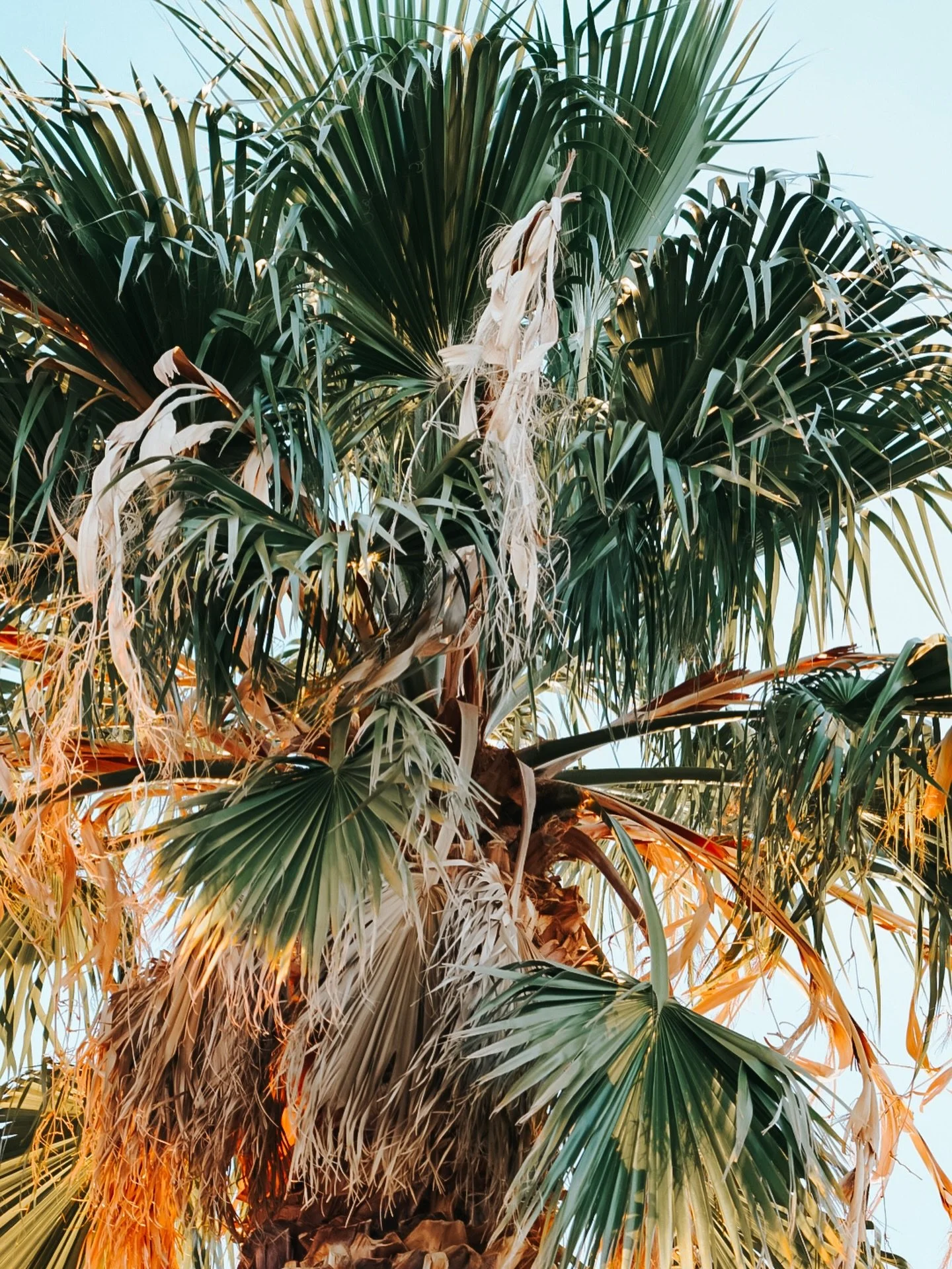 vacation = palm trees 🌴 sitting in 72&deg; outside in the middle of january isn&rsquo;t so bad!