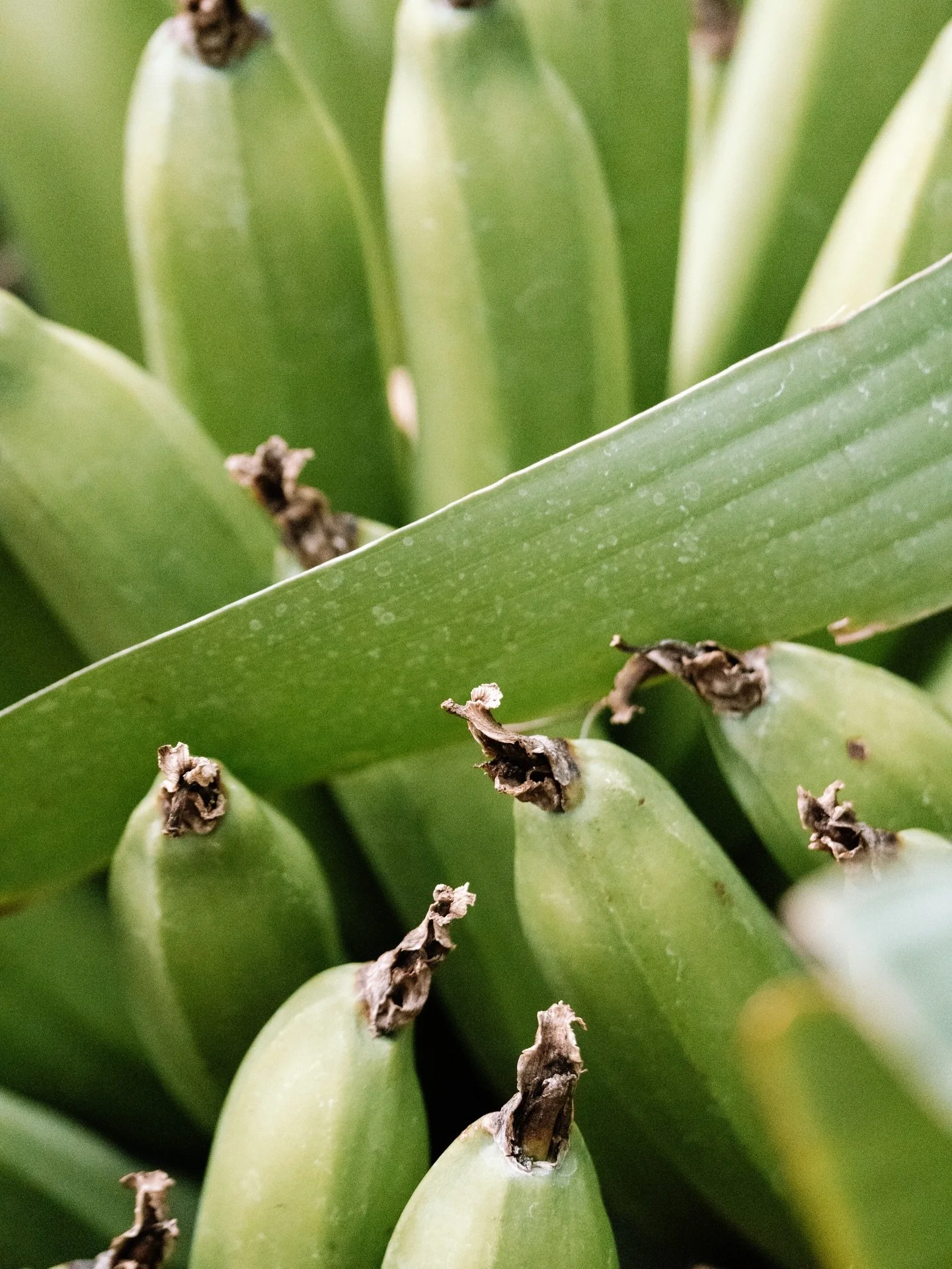did anyone else know the denver botantic gardens had bananas?