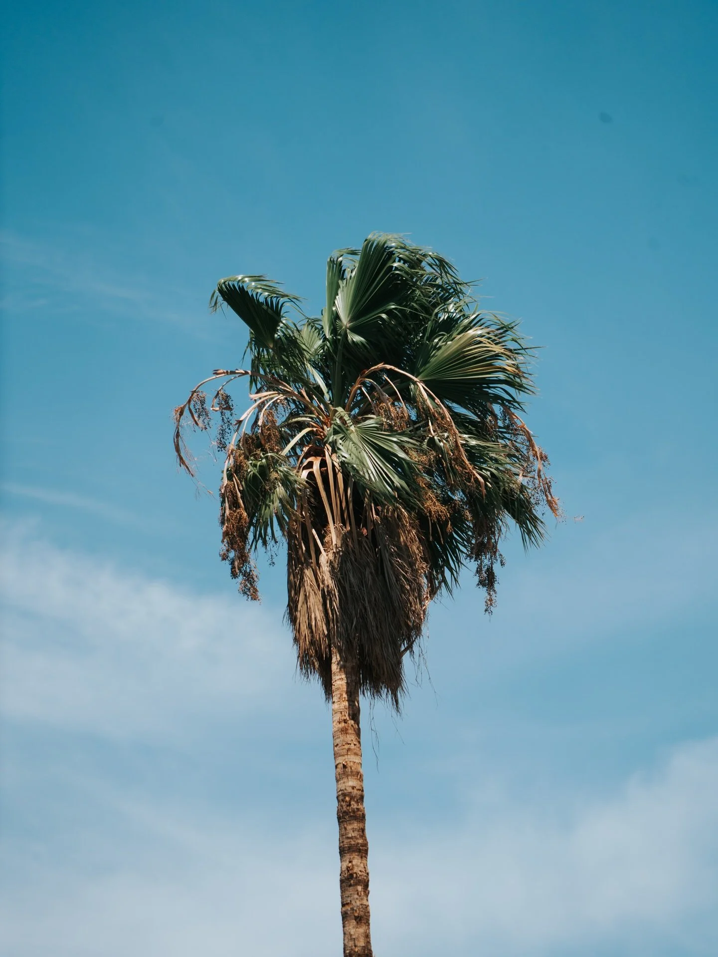 california ☀️🌴