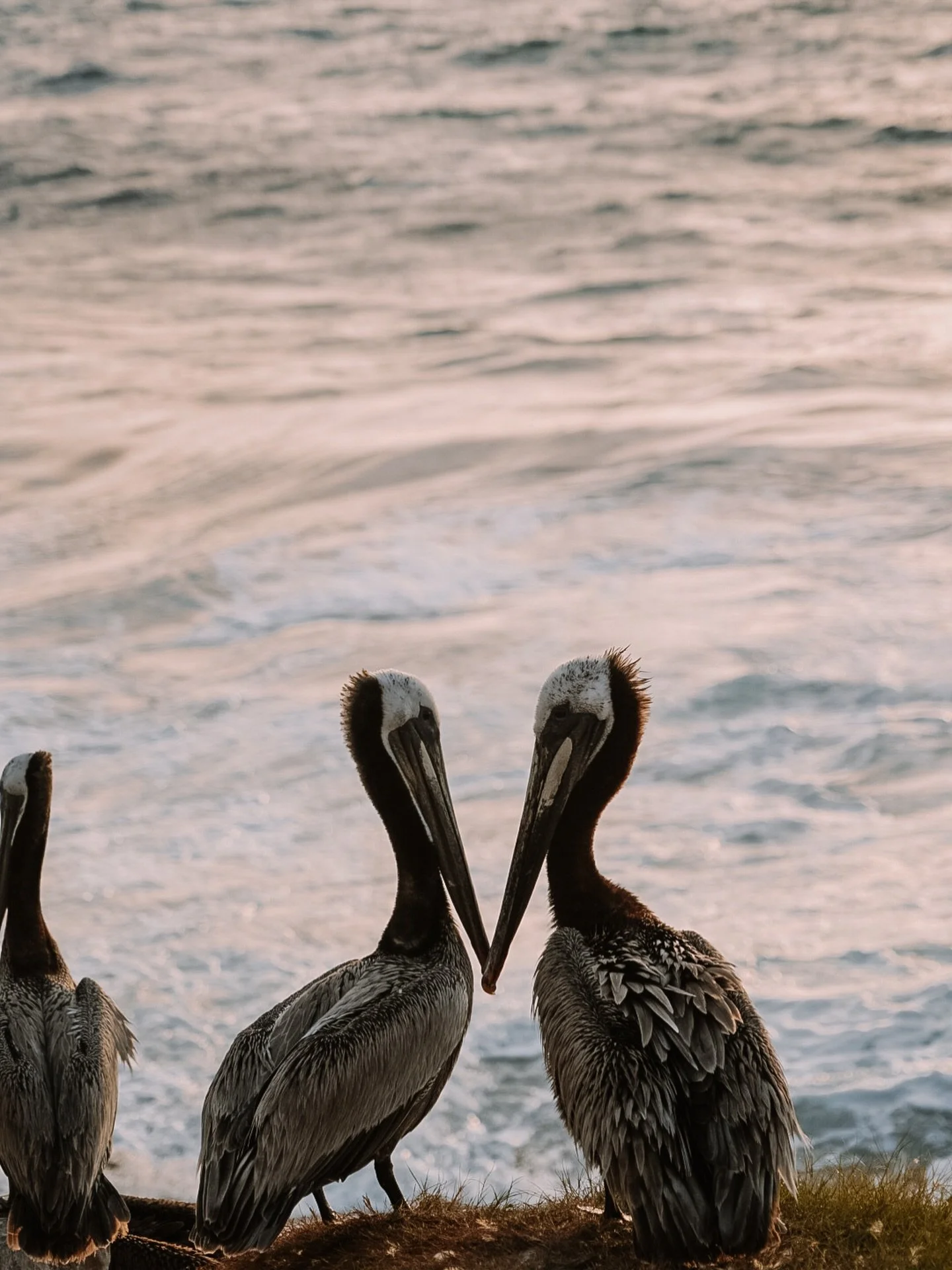 find a friend worth sharing the sunset with ☀️