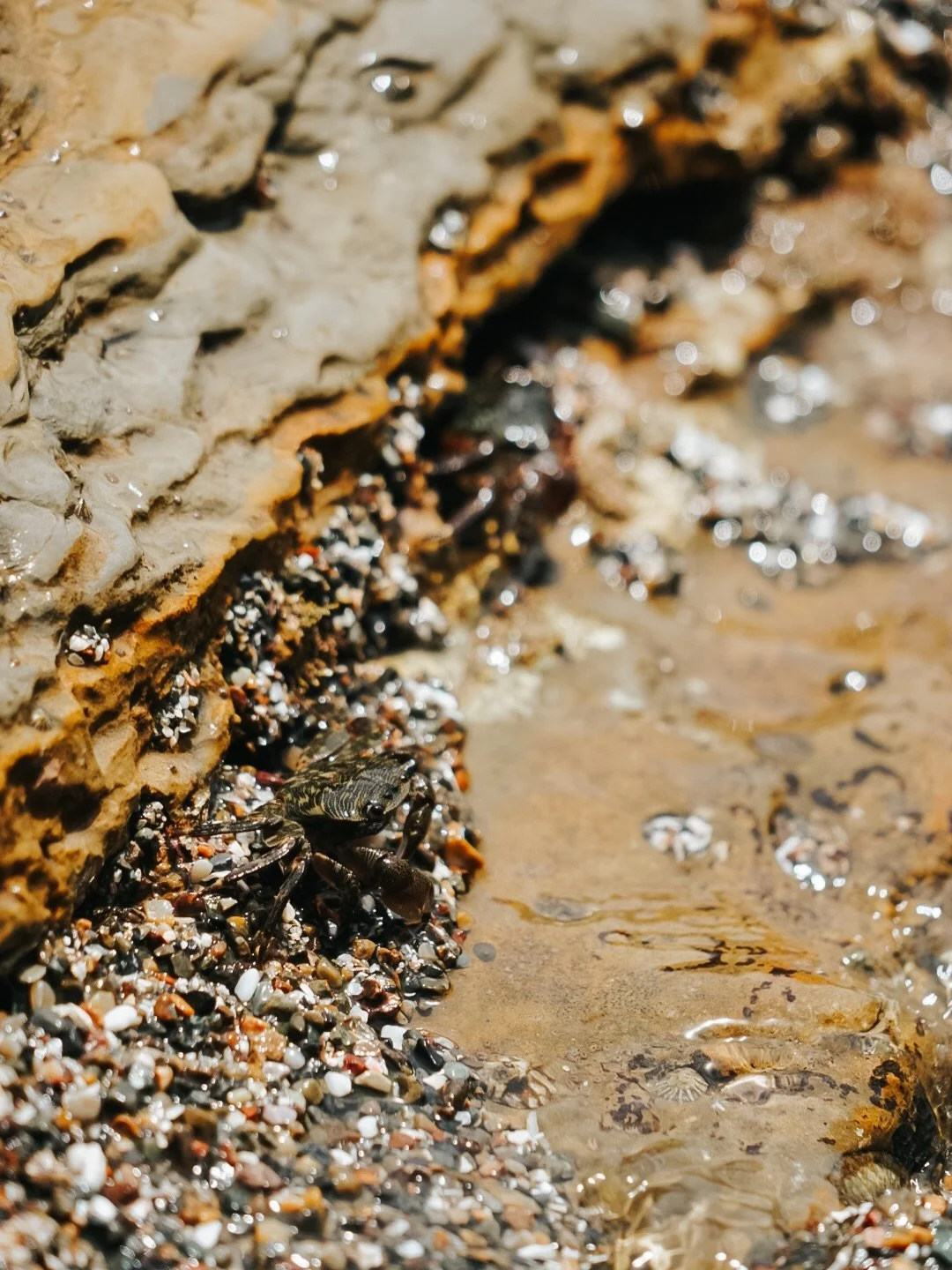 finding friends at low tide 🌊