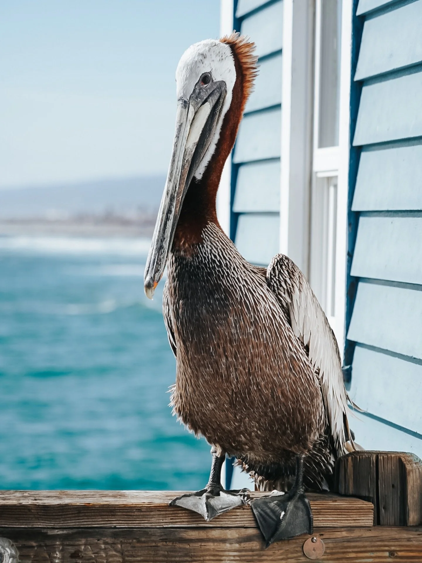 pier pal 💙 okay okay I know these birds are huge and kind of scary but I find them really cool. hundreds of them flying around above your head (my friend actually got pooped on)! the entire ecosystem of la jolla excites me and forces me to keep my e