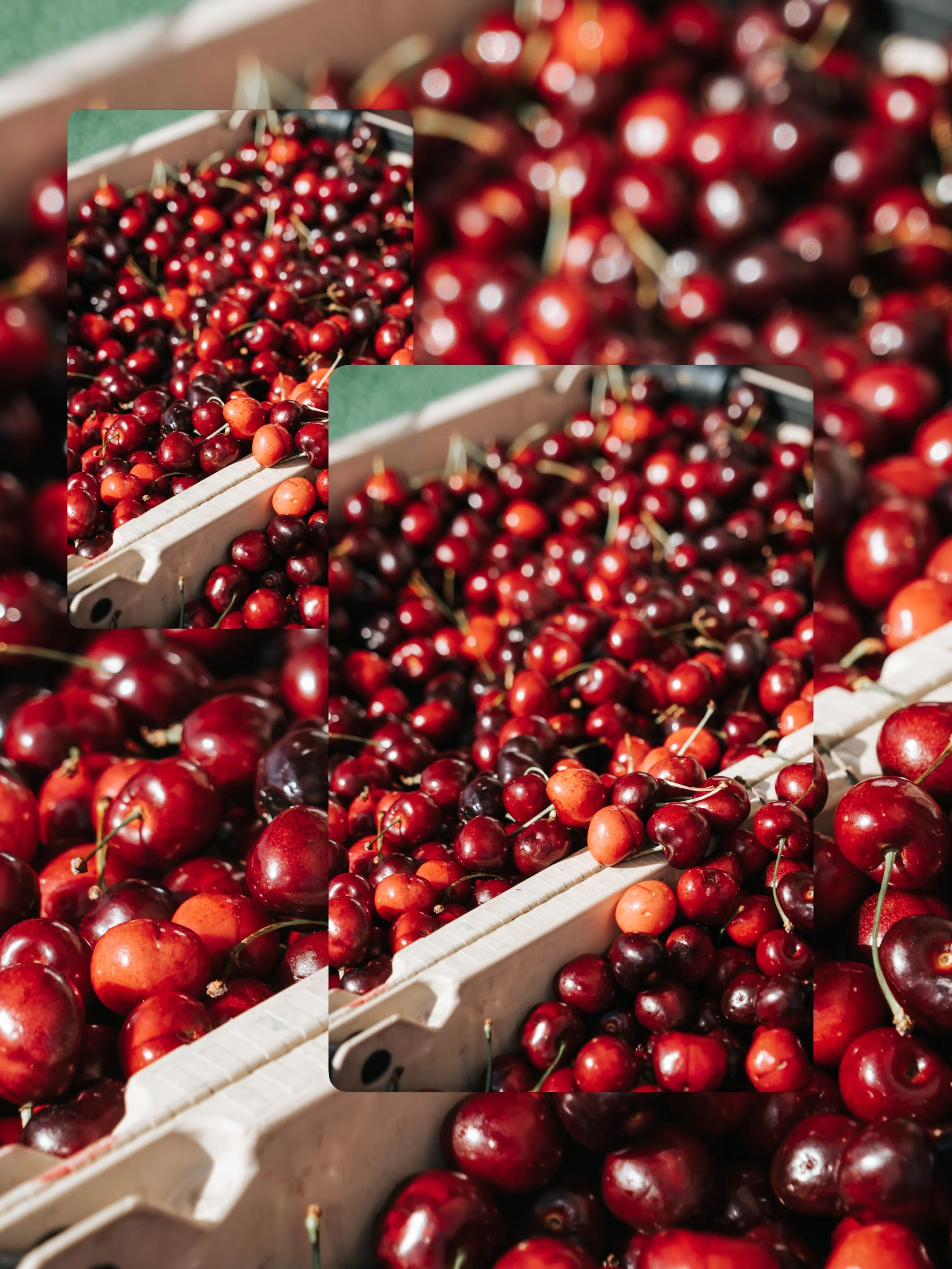 my perfect day starts with the sun shining, watering my garden, taking my coffee to go, and wandering a local market. so much so, I went to a different market everyday of vacation! these cherries caught my eye and I regret not grabbing them as a snac