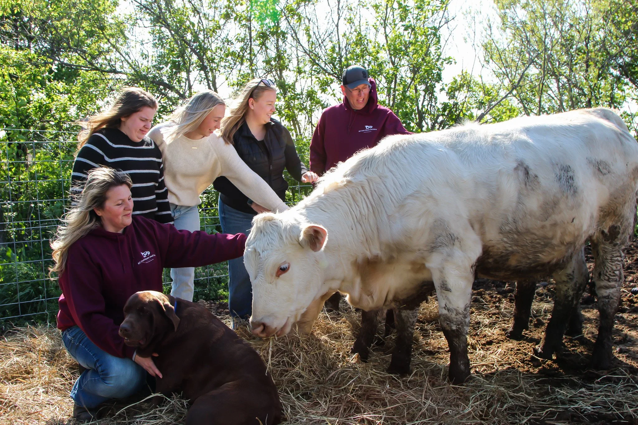 Group of five women and one man petting a white cow and a brown dog in a fenced outdoor area with trees in the background.