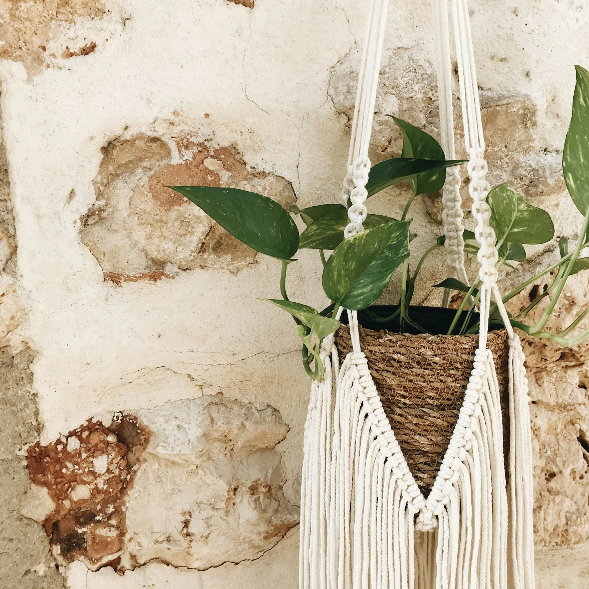 Plant Macrame Class