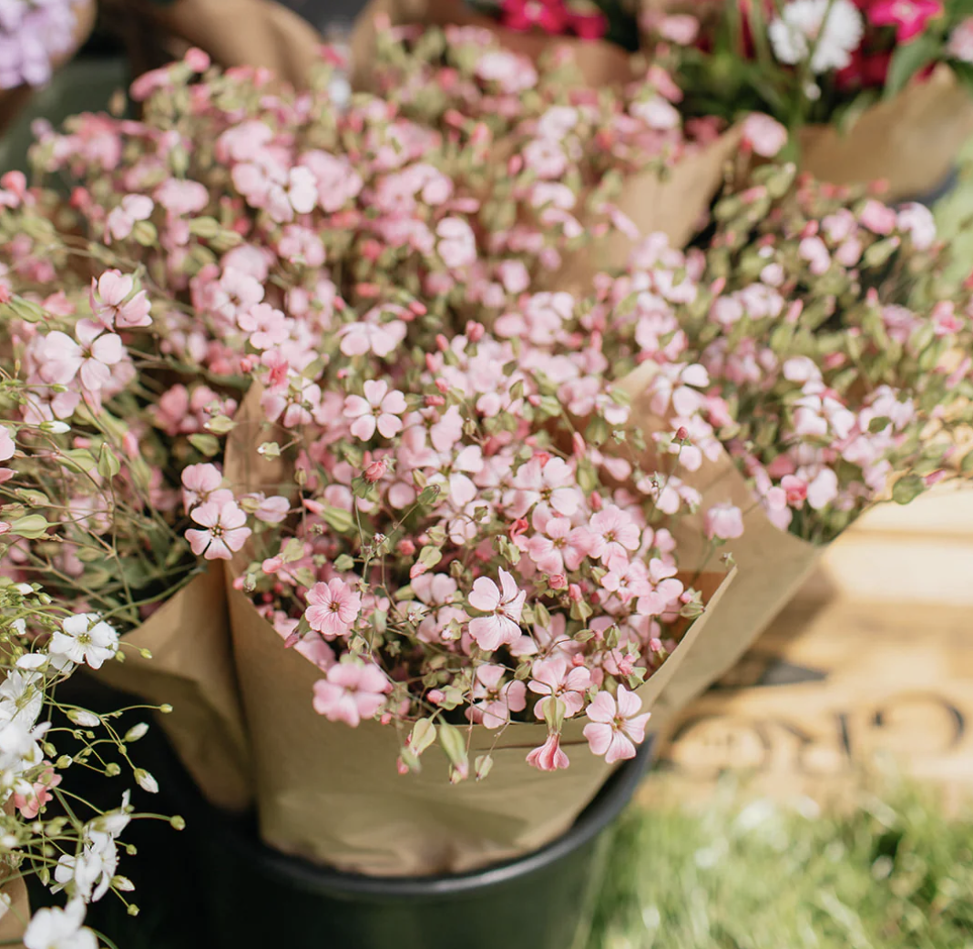 Clayton Spring Pup-Up