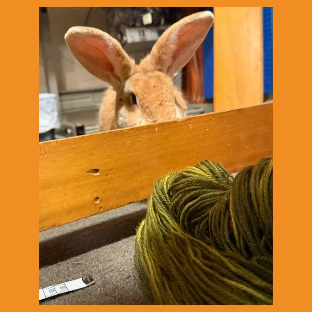 My studio assistant, August 🧡🧡🧡

#studiorabbit #weaversofinstagram #floorloomweaving #naturalfibresonly