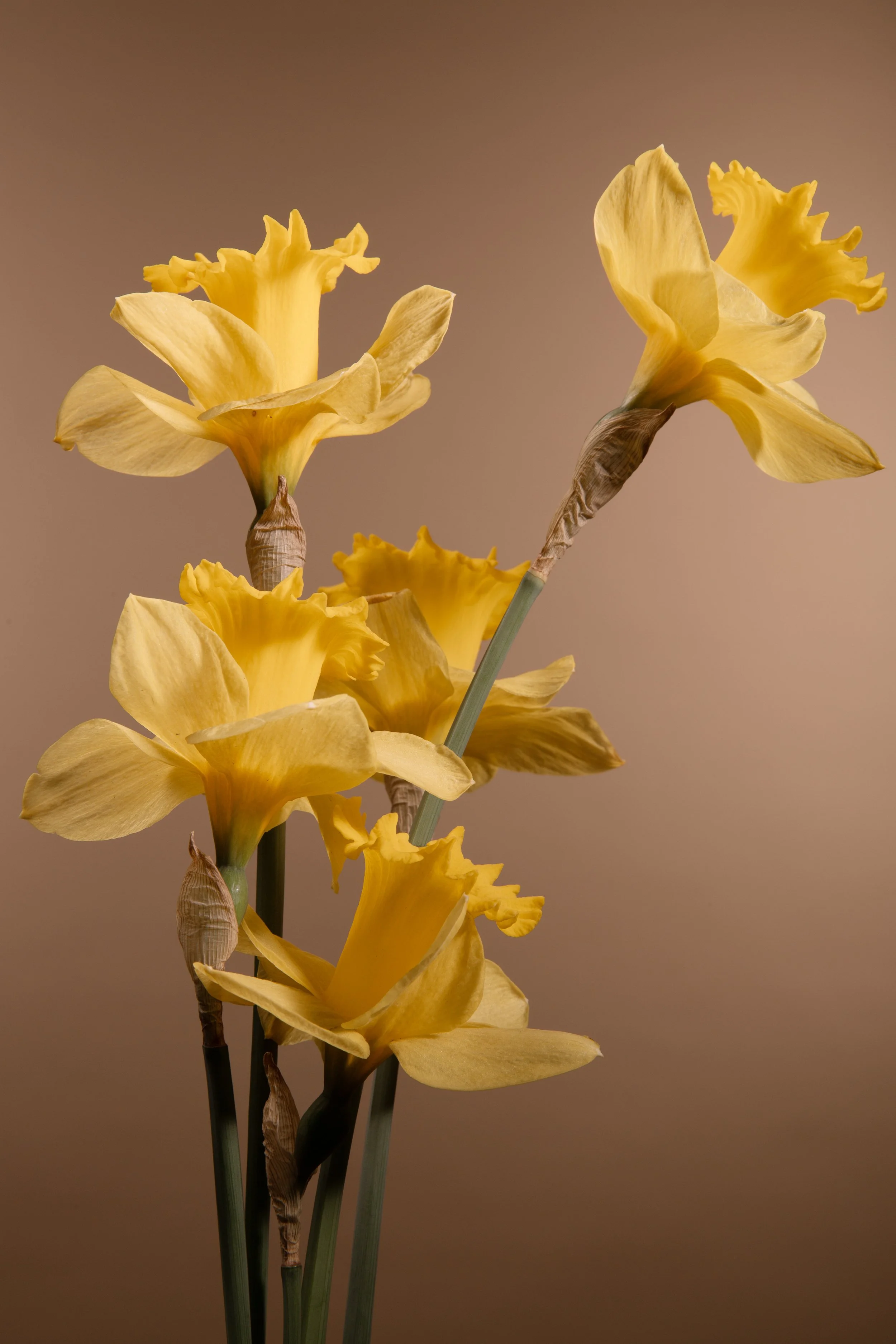 Narcissus No.1.jpg